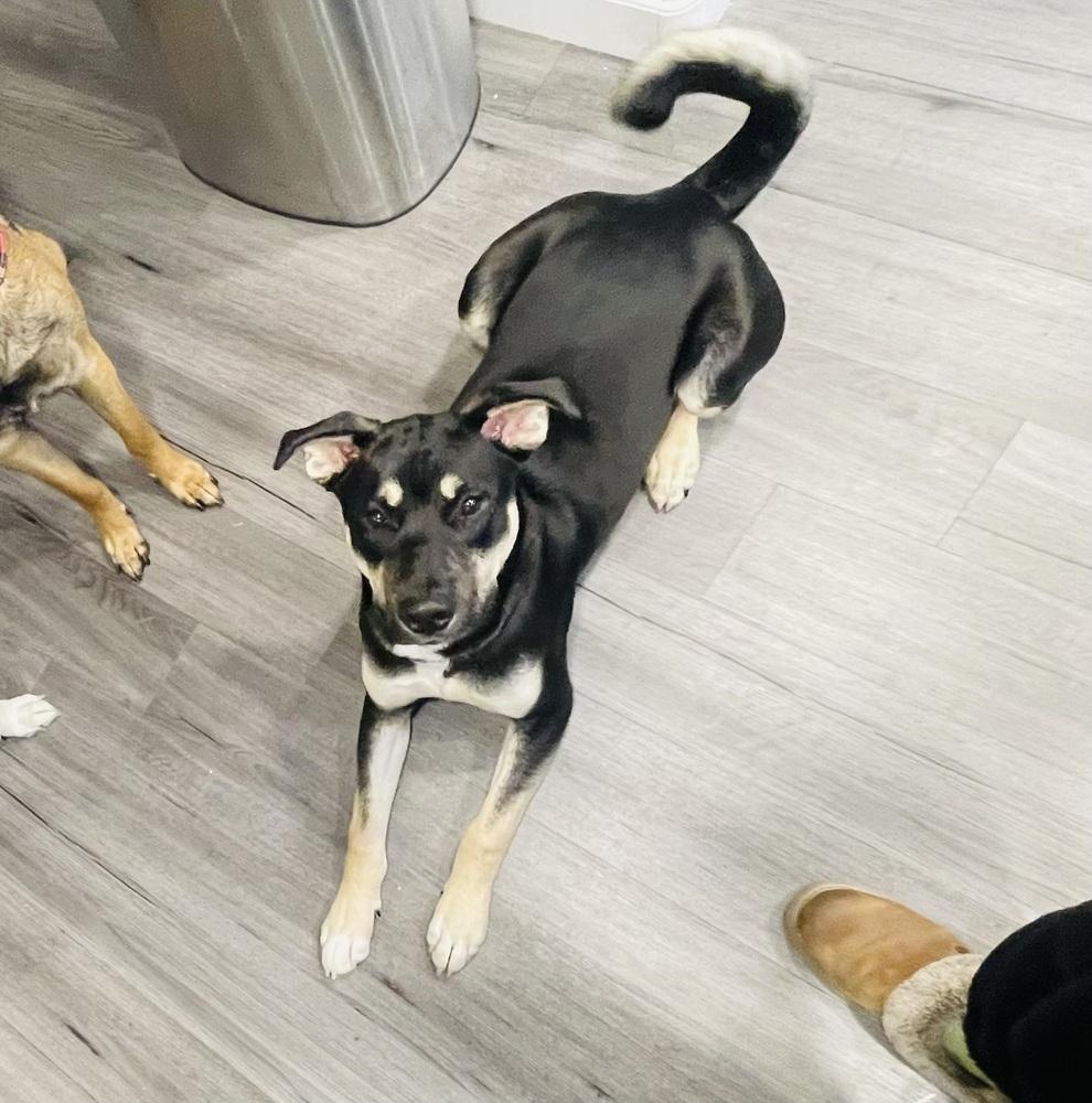 Tytan~, a Adoptable mixed breed in Wilsonville, OR image 2/3