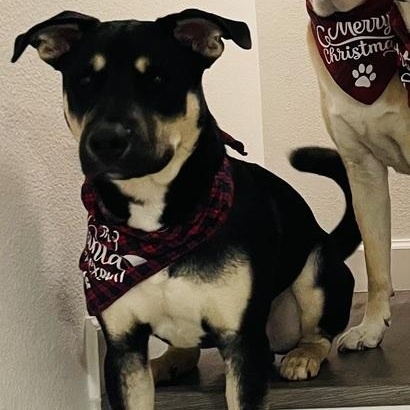 Tytan~, a Adoptable mixed breed in Wilsonville, OR image 3/3