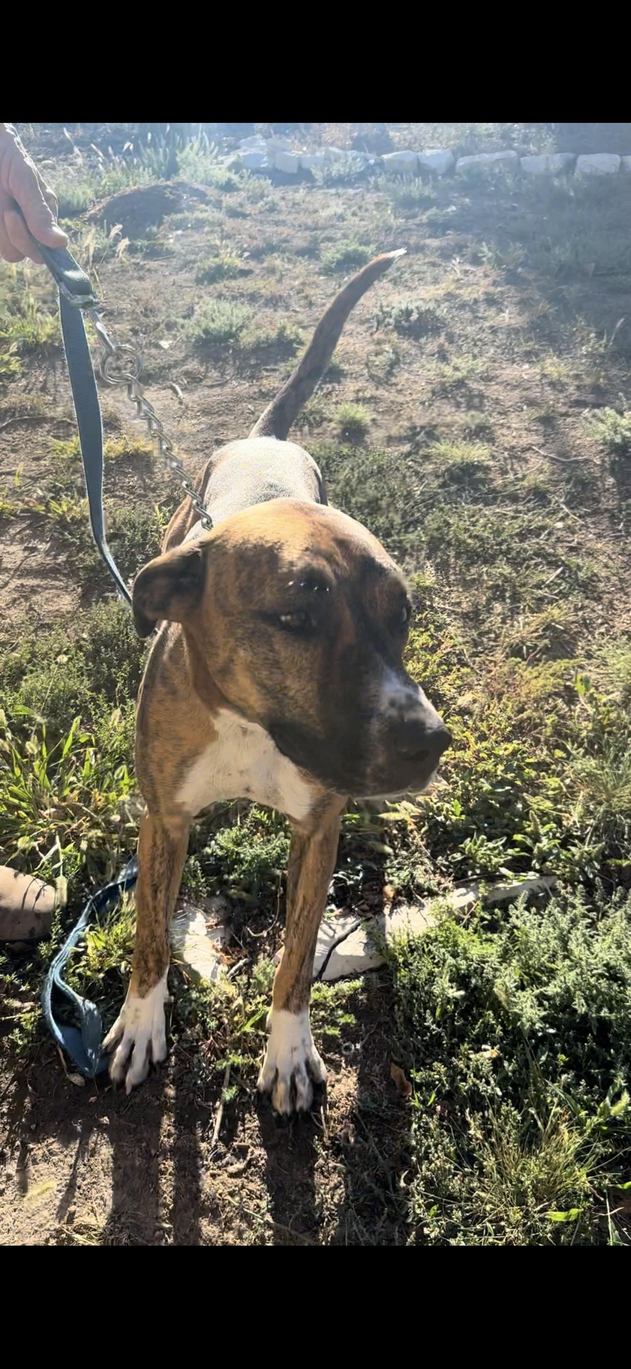 Baby, Adopted, Adult Female Boxer & Greyhound.