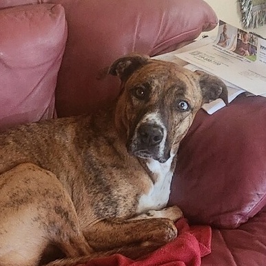 Enlarge Baby, a Adopted mixed breed in Pueblo, CO image 2/4