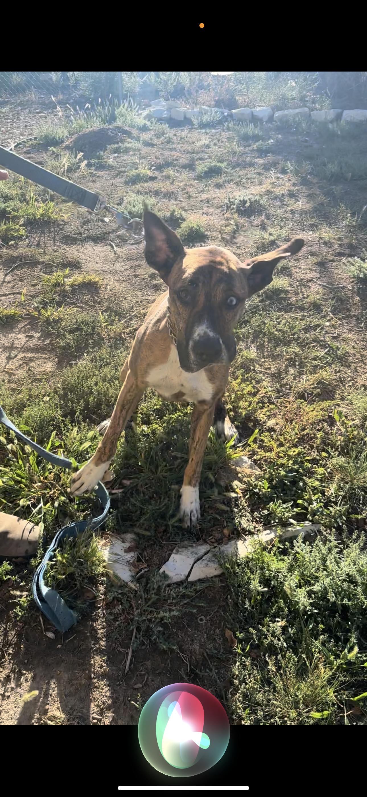 Enlarge Baby, a Adopted mixed breed in Pueblo, CO image 4/4