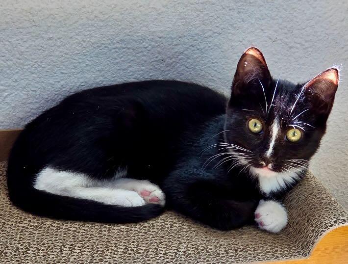 Enlarge Parker & Dolly, a Adoptable mixed breed in Portland, OR image 5/6