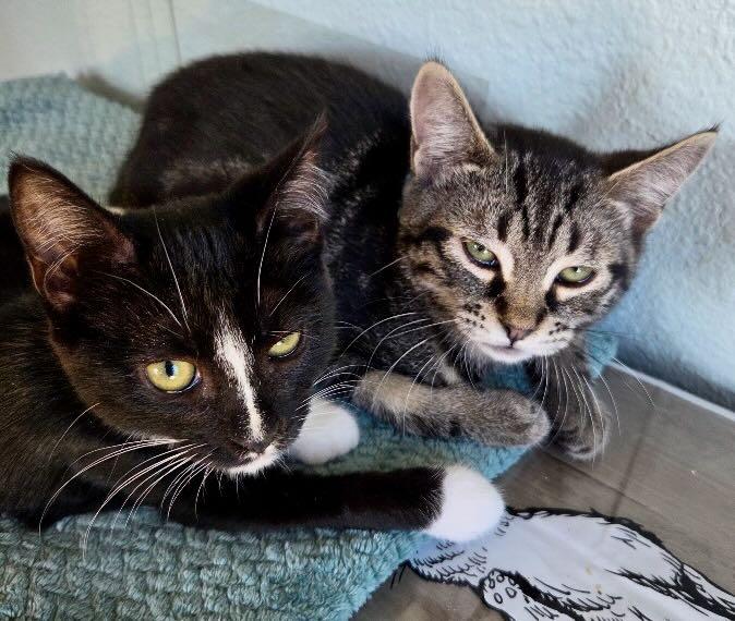 Parker & Dolly, Adoptable, Kitten Female Tuxedo & Tabby.