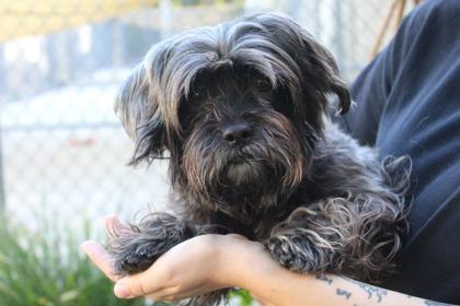 Gabby, Adoptable, Adult Female Yorkshire Terrier & Shih Tzu.