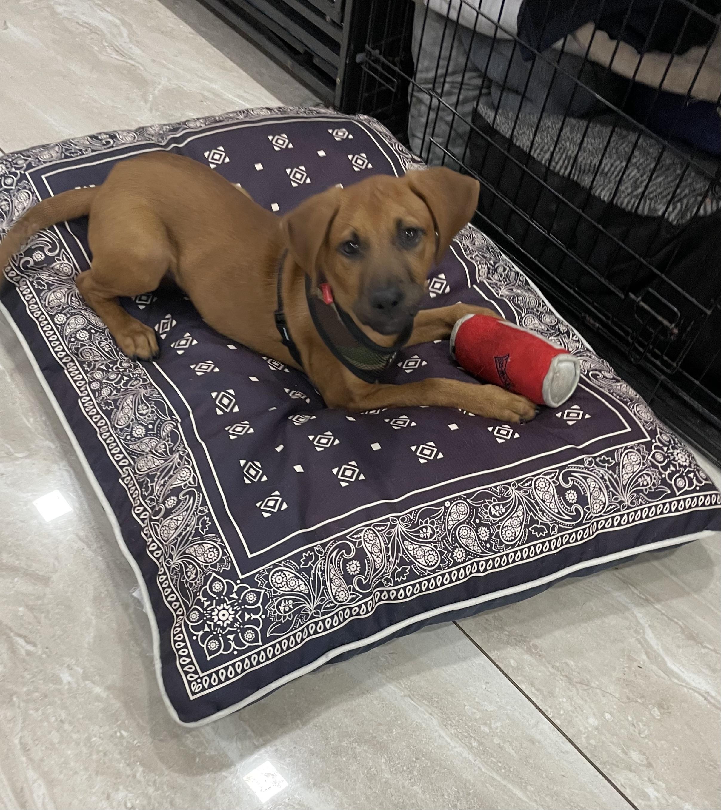 Scooter, Adoptable, Puppy Male Redbone Coonhound & Labrador Retriever.