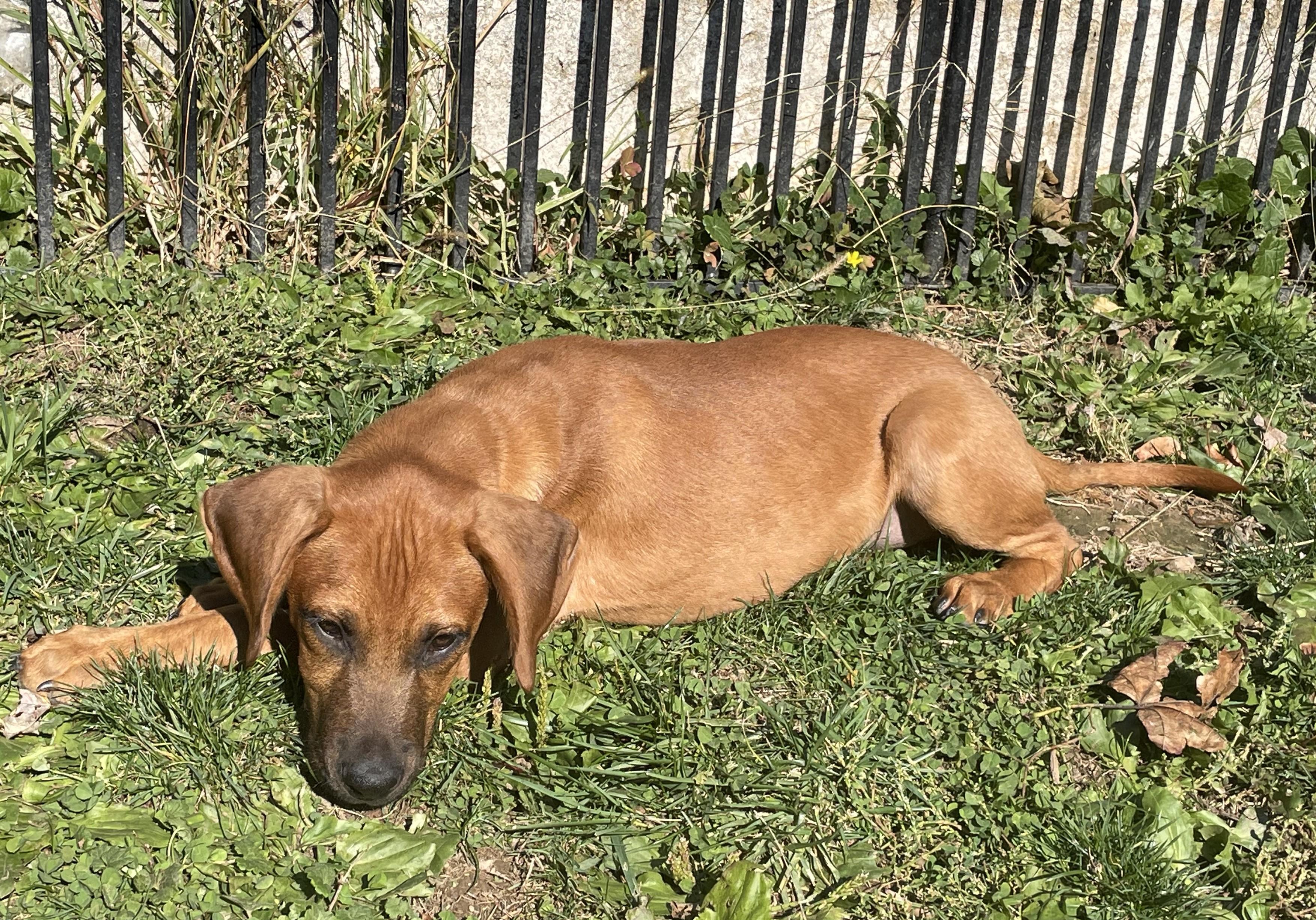 Scooter, a Adoptable mixed breed in Abington, PA image 3/4