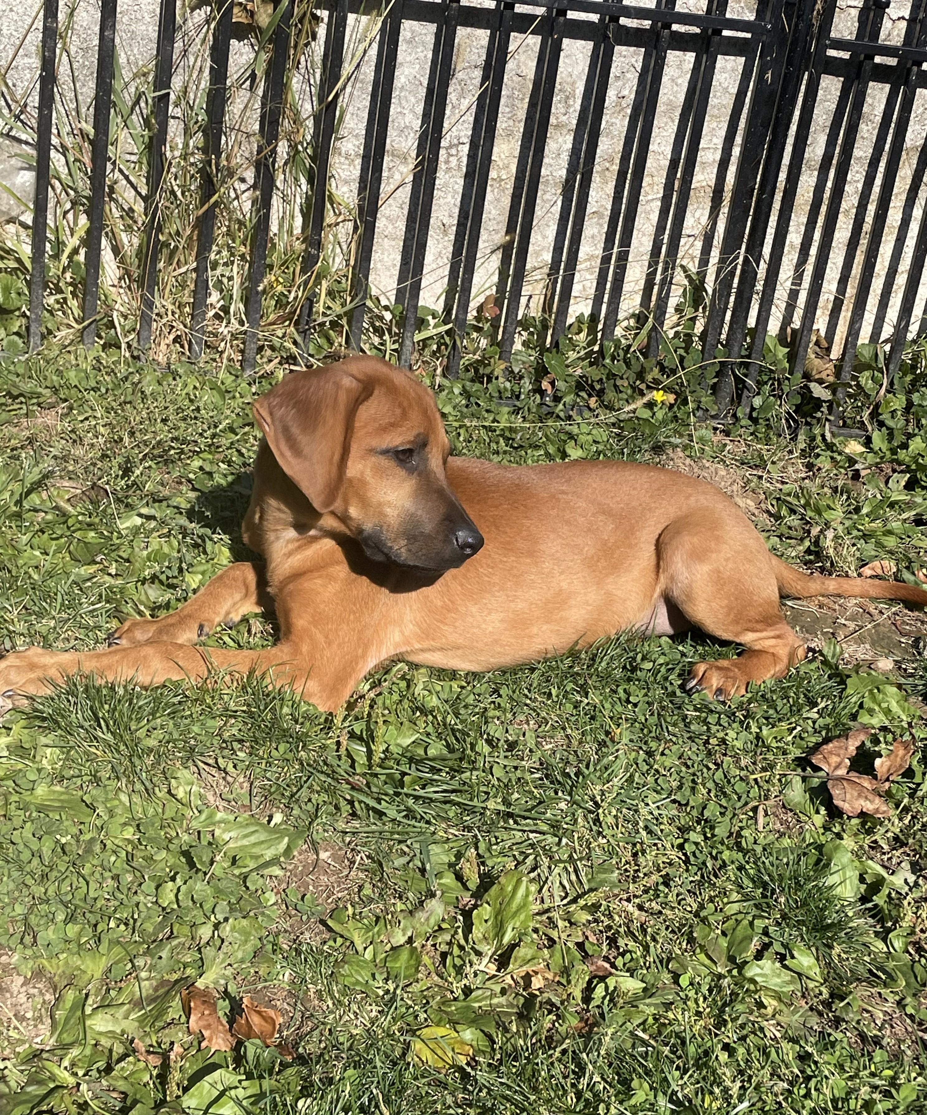 Scooter, an adoptable Redbone Coonhound, Labradoodle in Abington, PA, 19001 | Photo Image 2