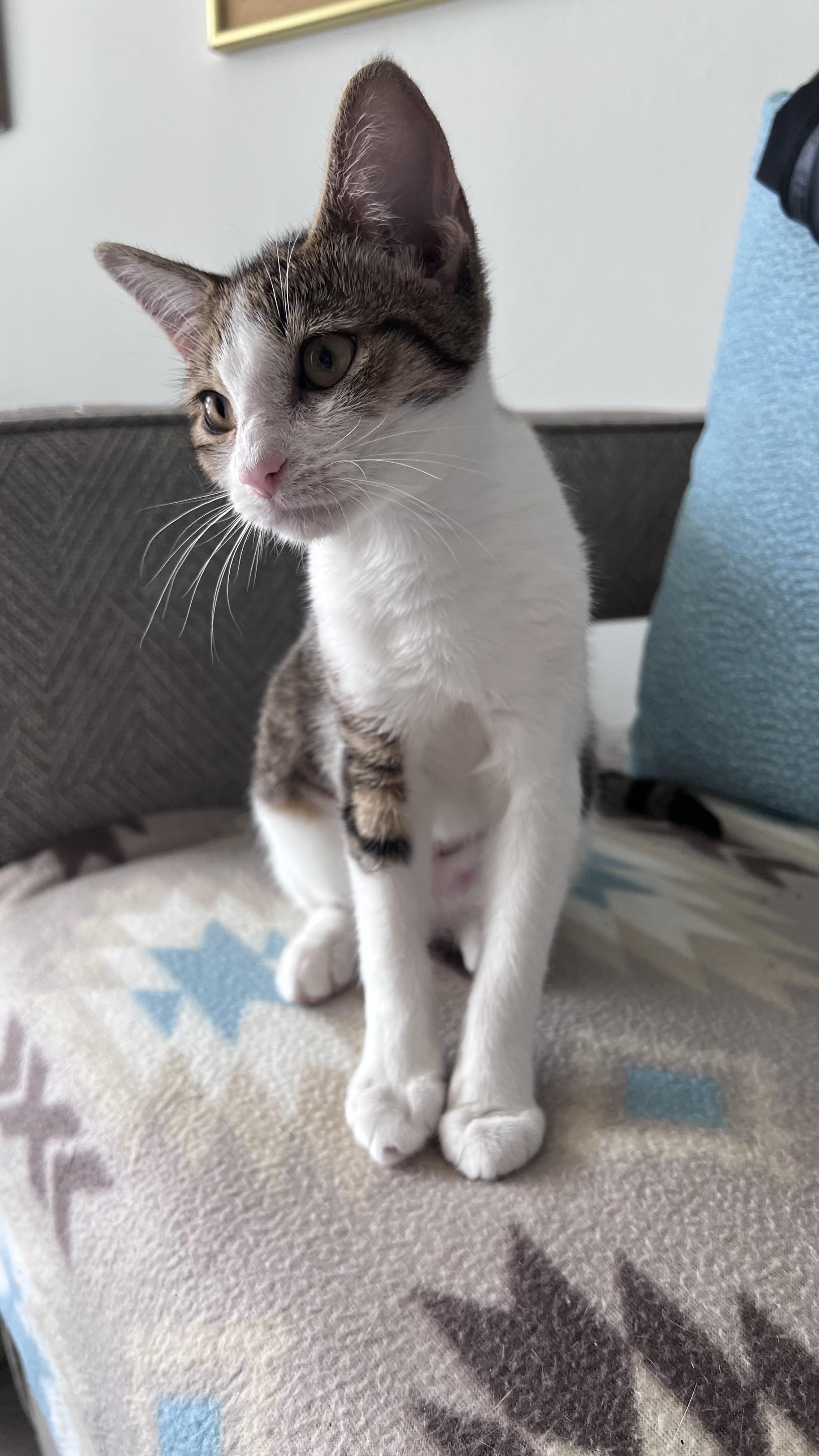 Enlarge Chiqui, a Adoptable mixed breed in Bangor, ME image 3/3
