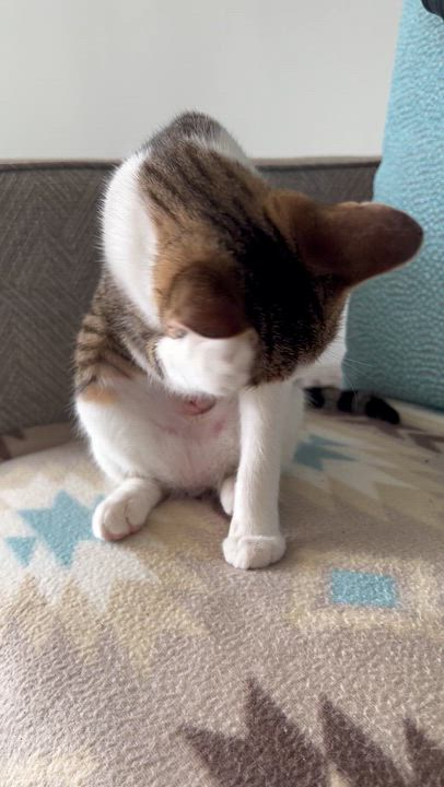 Enlarge Chiqui, a Adoptable mixed breed in Bangor, ME video 2/3