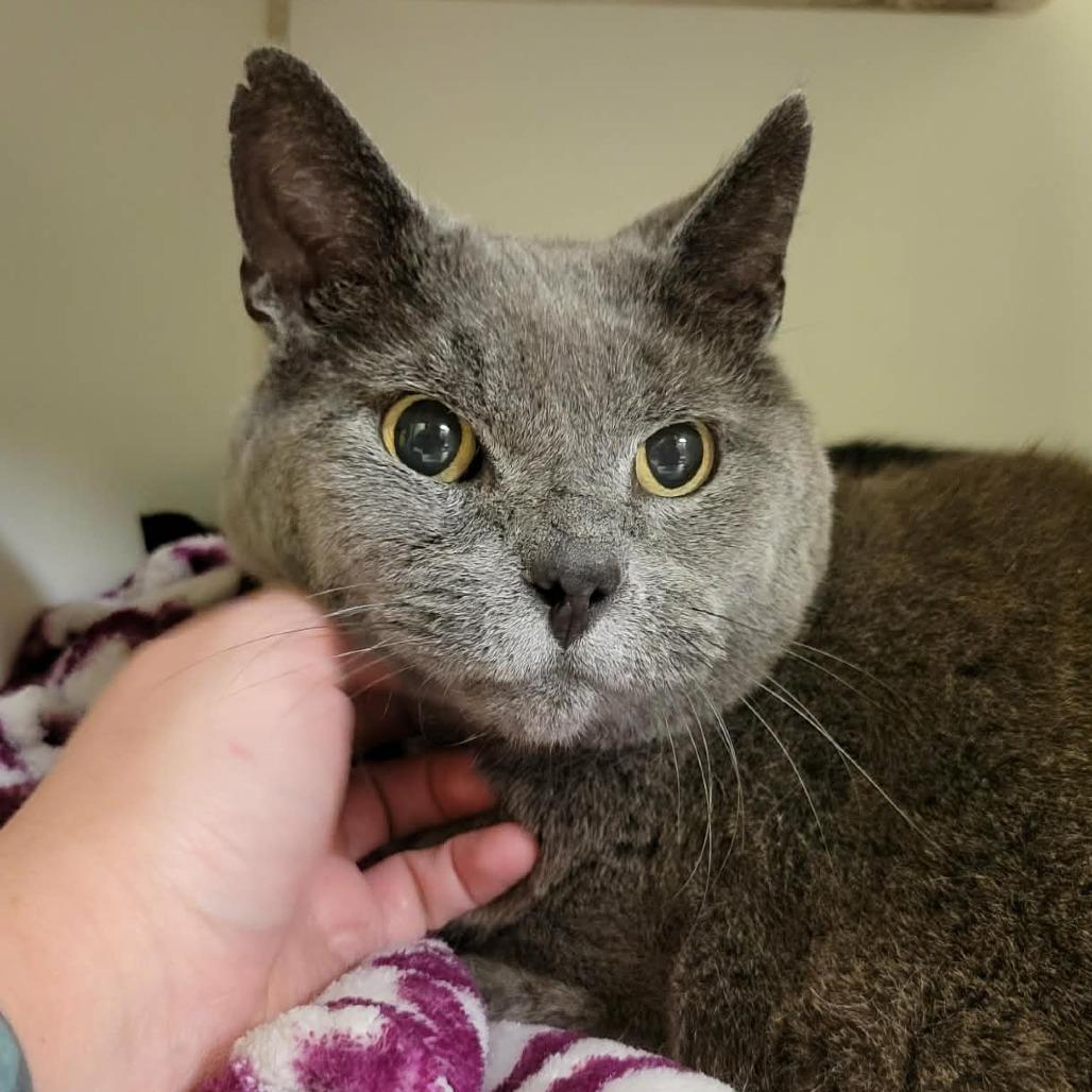 Charlie, a Adoptable Domestic Short Hair in Columbia, MO image 4/4