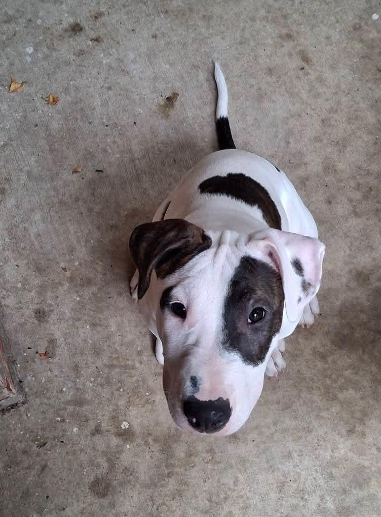 Plissken, Adoptable, Young Male Bull Terrier & American Staffordshire Terrier.