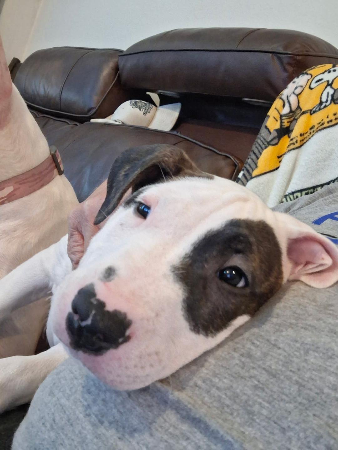 Plissken, a Adoptable mixed breed in Dallas, TX image 2/2