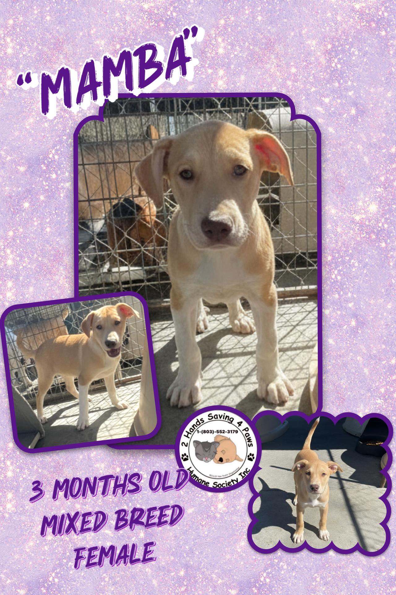 Enlarge Mamba, a Adoptable mixed breed in Totowa, NJ image 1/2