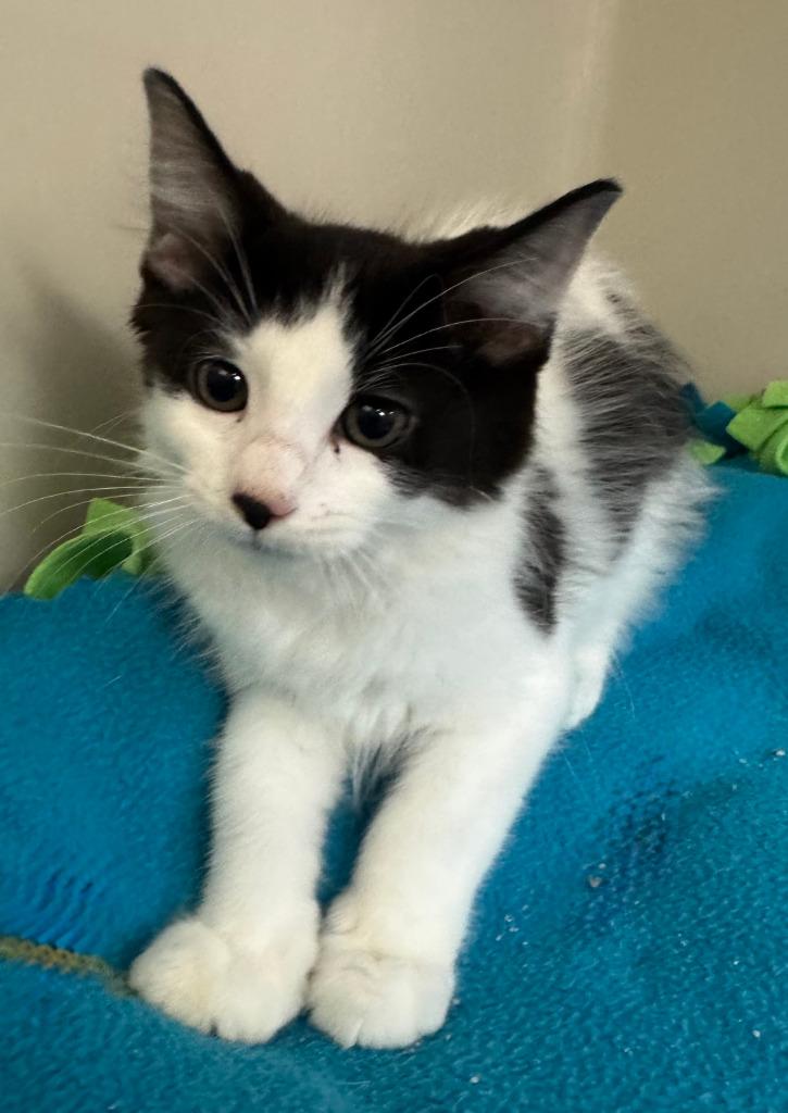 Diego, Adoptable, Kitten Male Domestic Medium Hair.