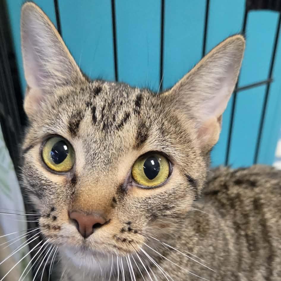 Cricket, Adoptable, Young Female Domestic Short Hair.