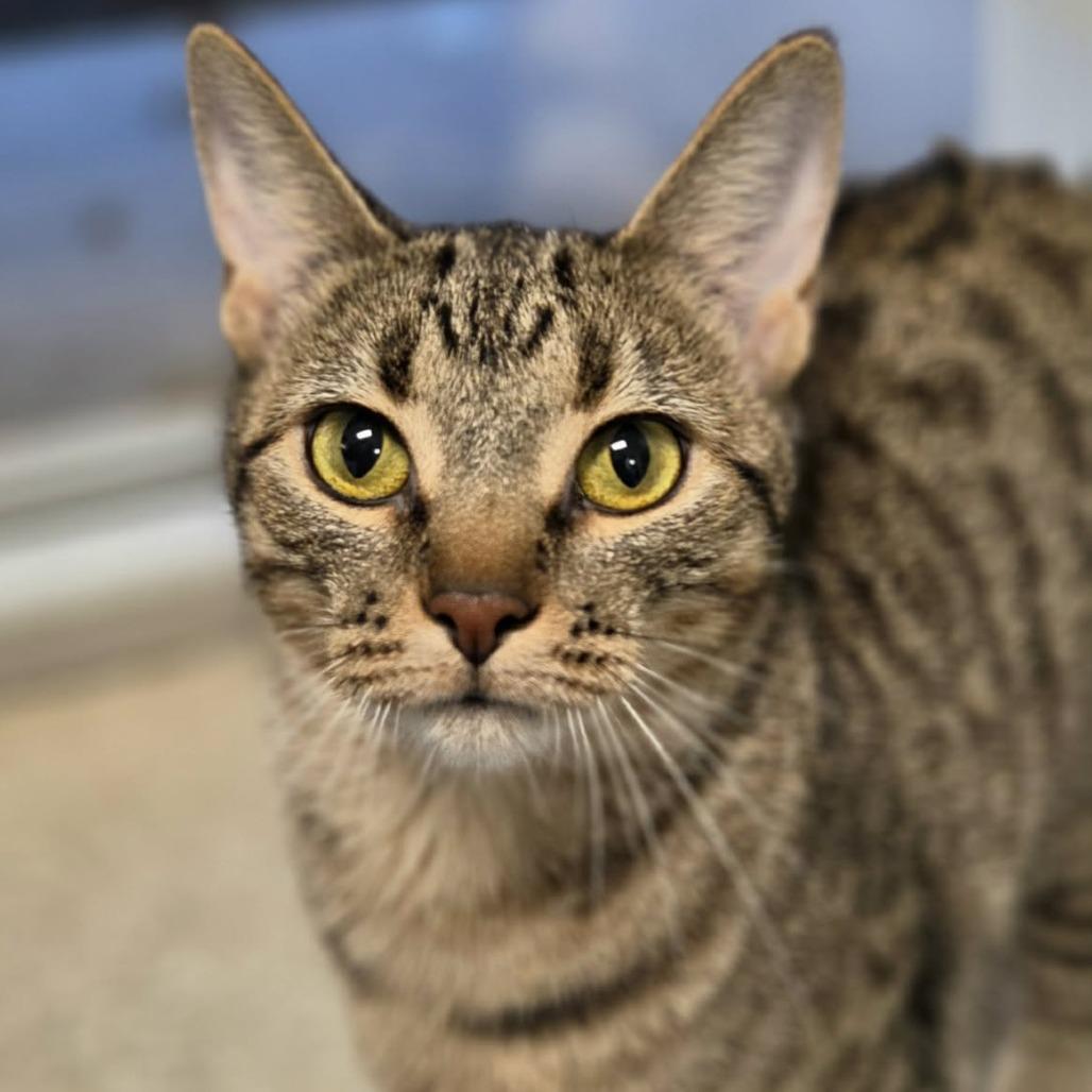 Enlarge Cricket, a Adoptable Domestic Short Hair in Oshkosh, WI image 2/4