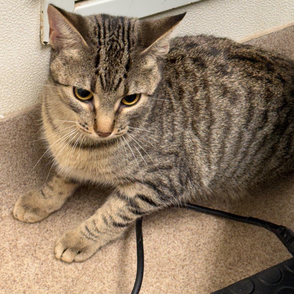 Enlarge Cricket, a Adoptable Domestic Short Hair in Oshkosh, WI image 3/4