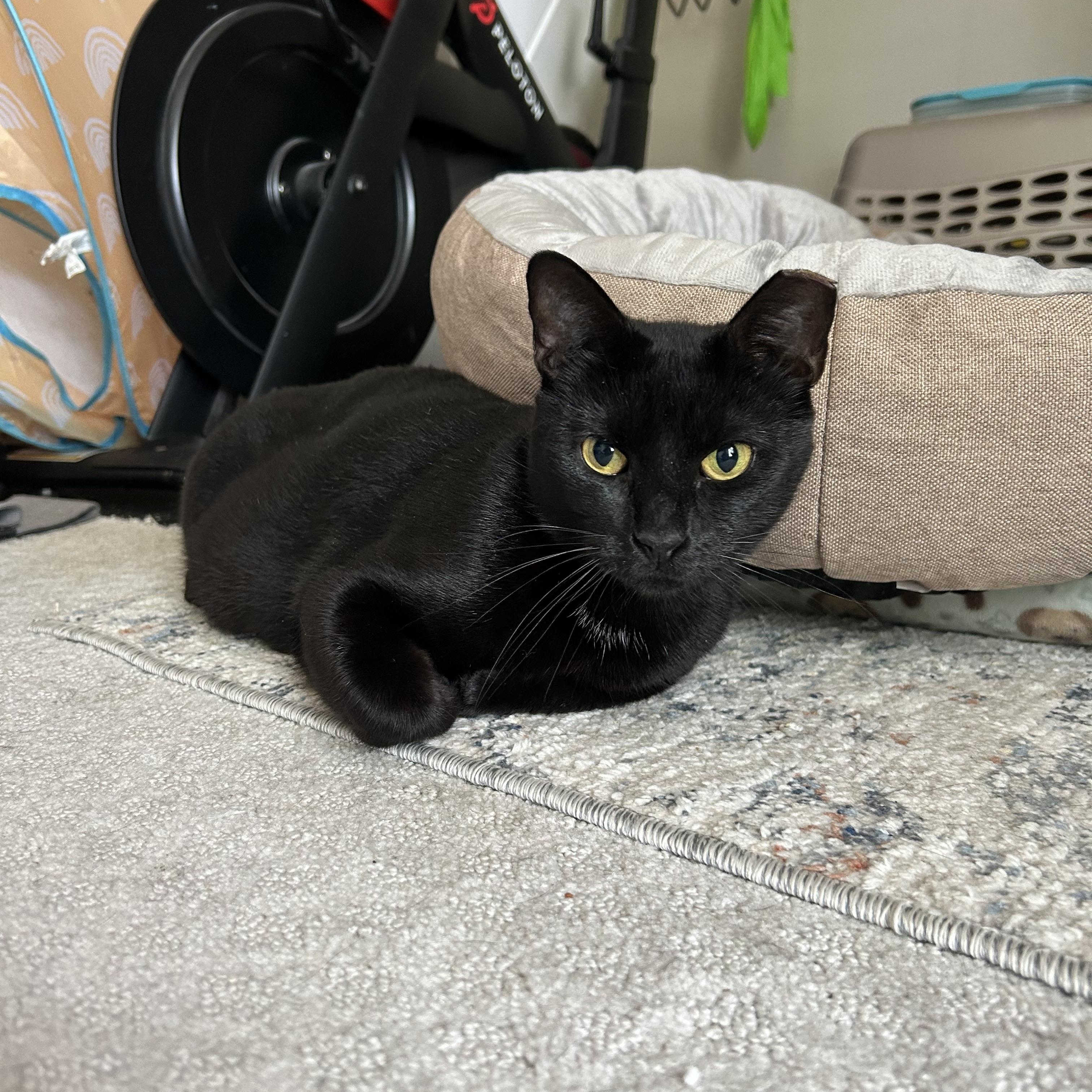 Enlarge Tofu, a Adoptable Domestic Short Hair in Webster, TX image 5/5