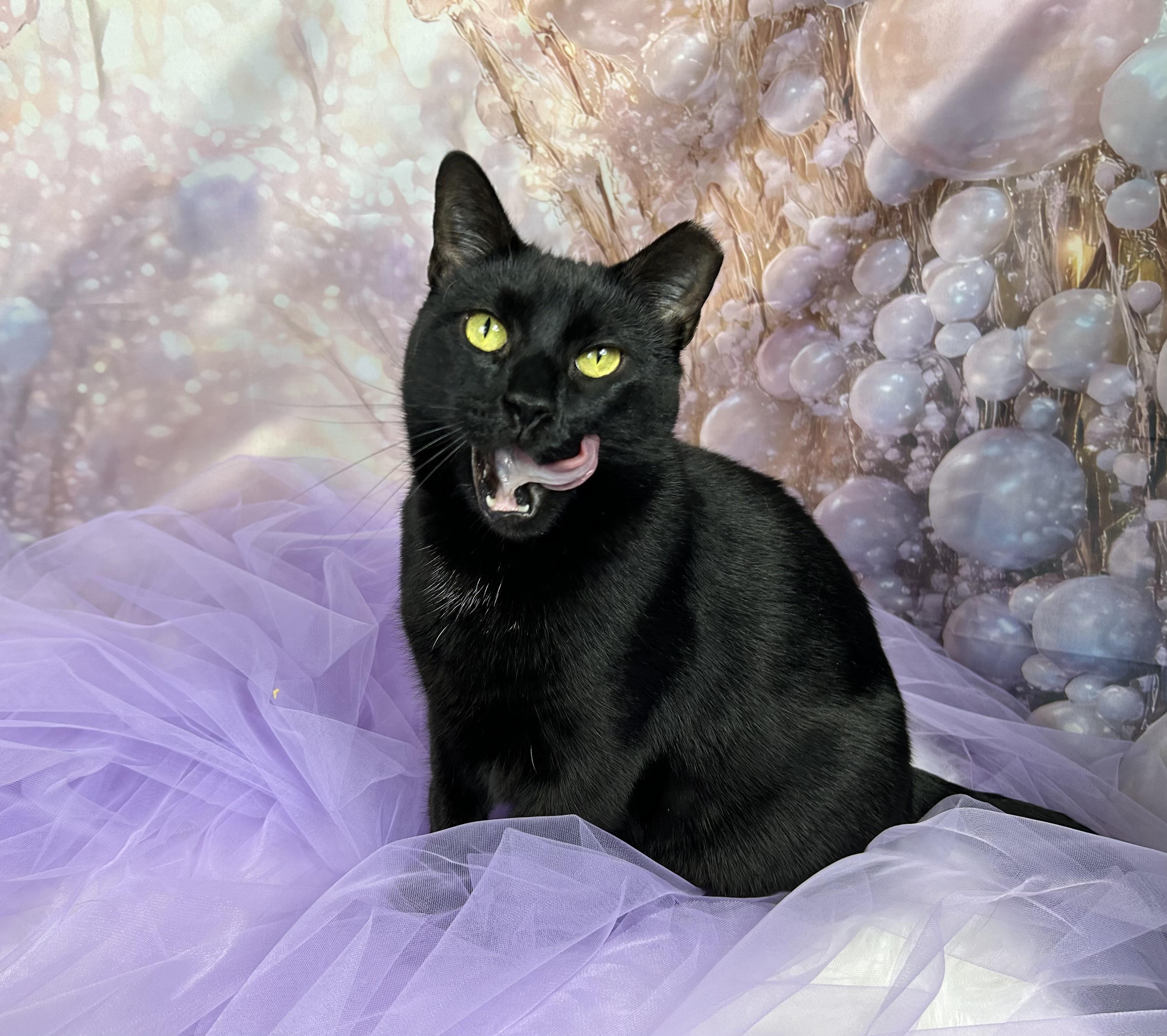 Enlarge Tofu, a Adoptable Domestic Short Hair in Webster, TX image 3/5