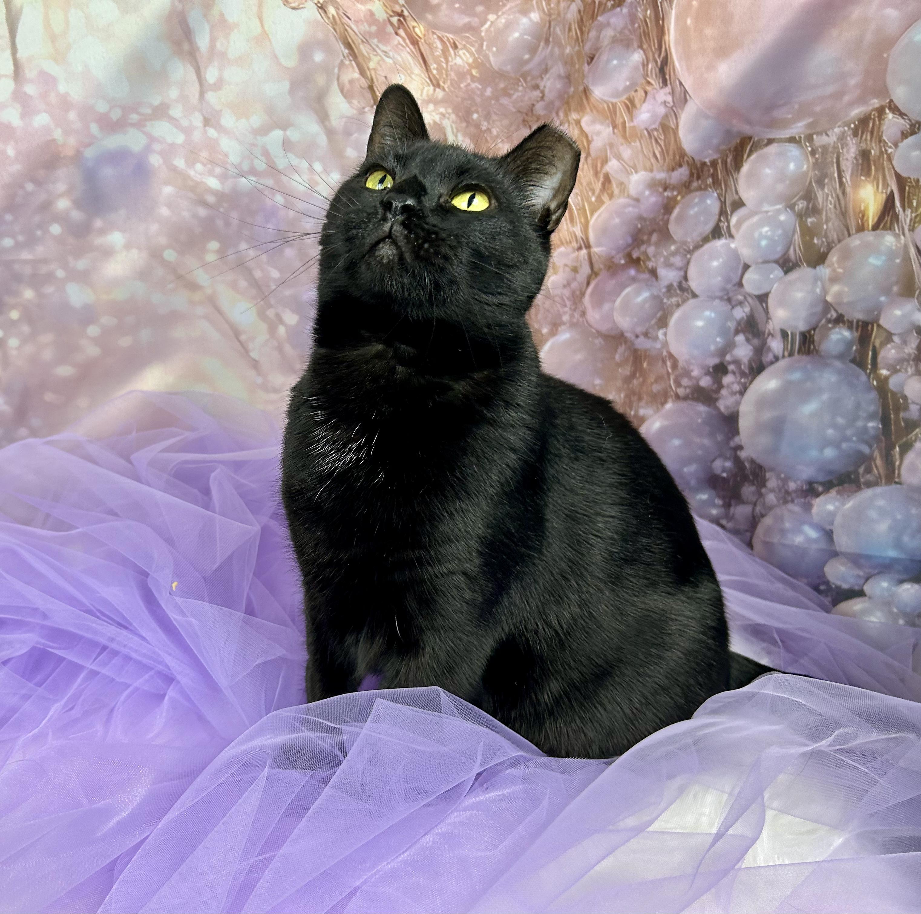 Tofu, Adoptable, Adult Female Domestic Short Hair.