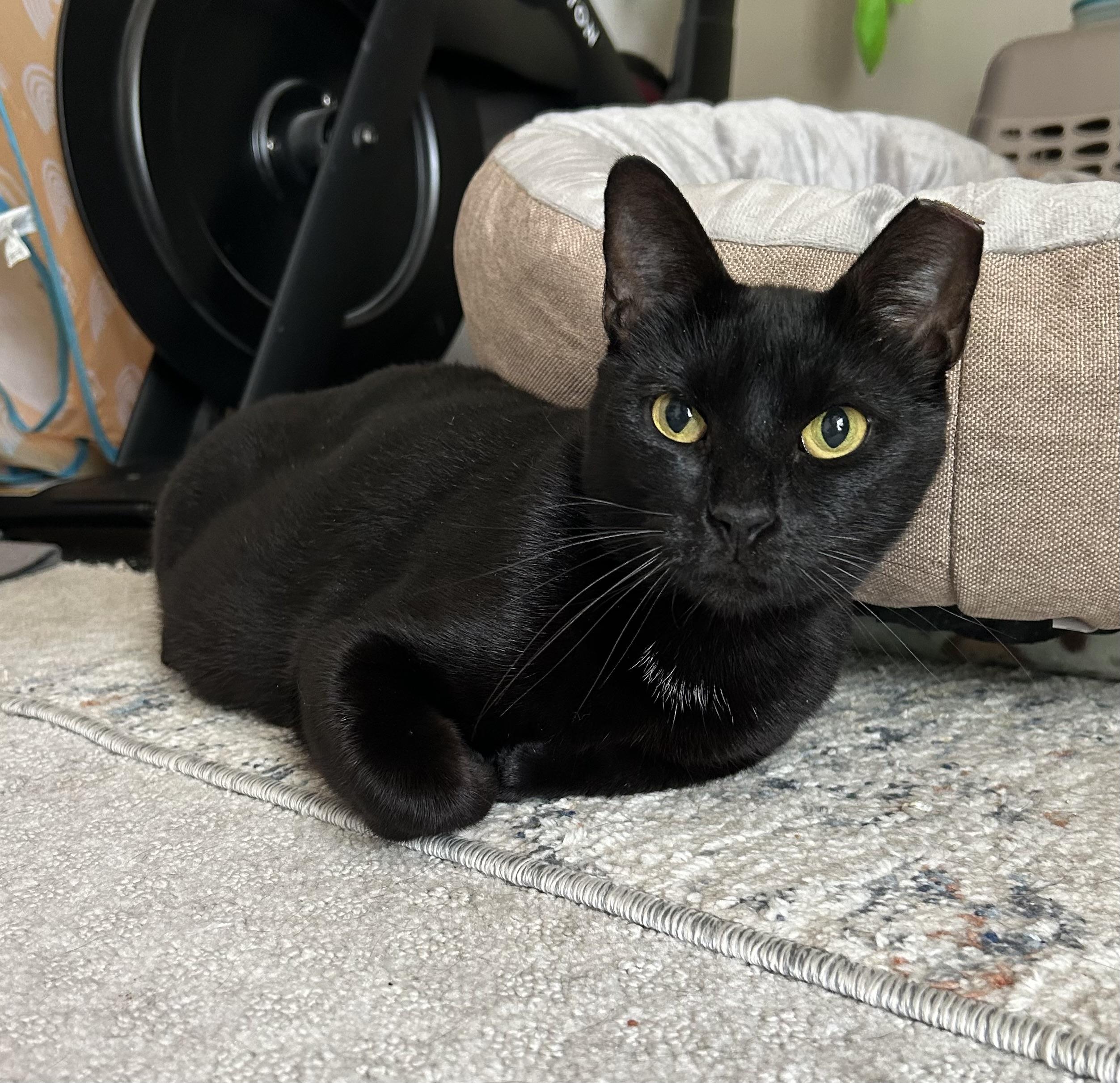 Enlarge Tofu, a Adoptable Domestic Short Hair in Webster, TX image 2/5