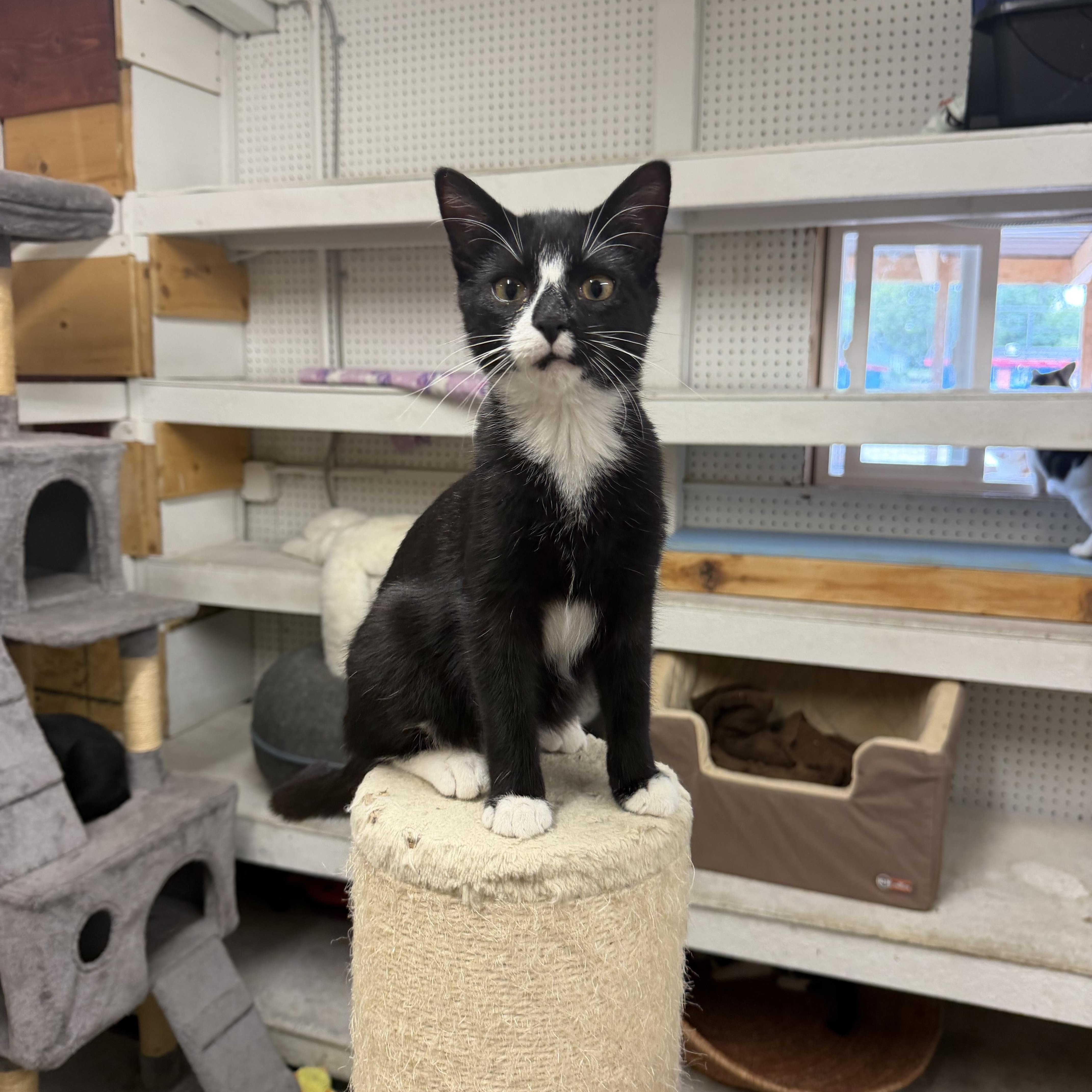 Enlarge Meatball, a Adoptable Tuxedo in Mauston, WI image 1/1