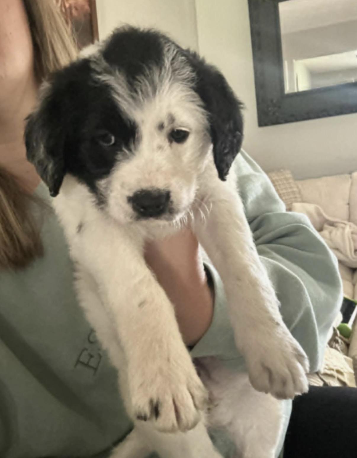 Stella, Adoptable, Puppy Female Great Pyrenees & Border Collie.