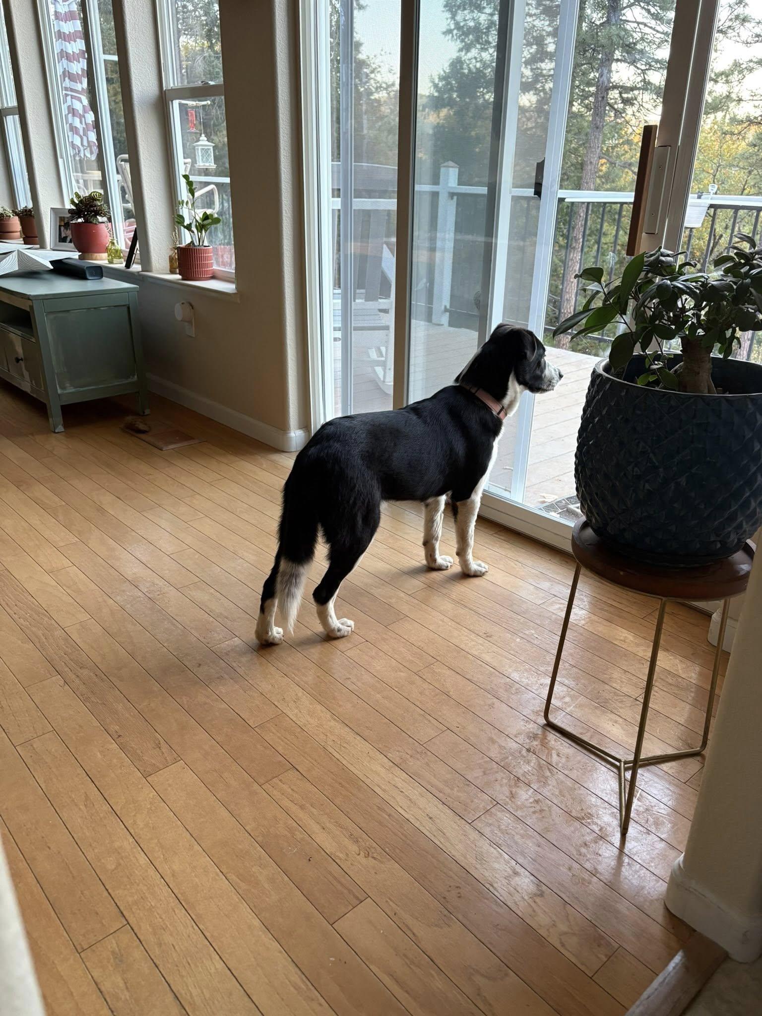 Shine Bright Bear!, a Adoptable mixed breed in Roseville, CA image 3/6