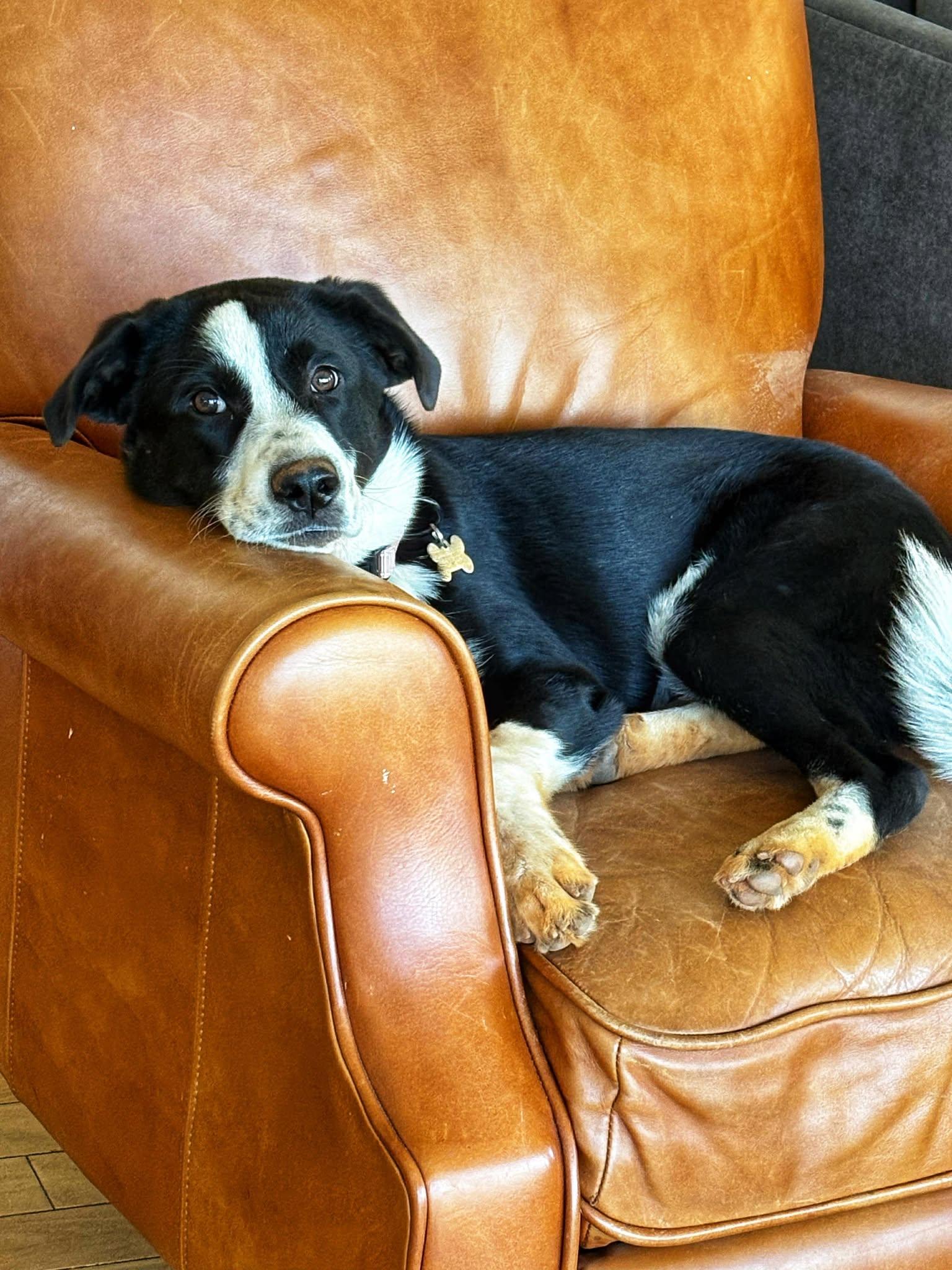 Shine Bright Bear!, a Adoptable mixed breed in Roseville, CA image 1/6