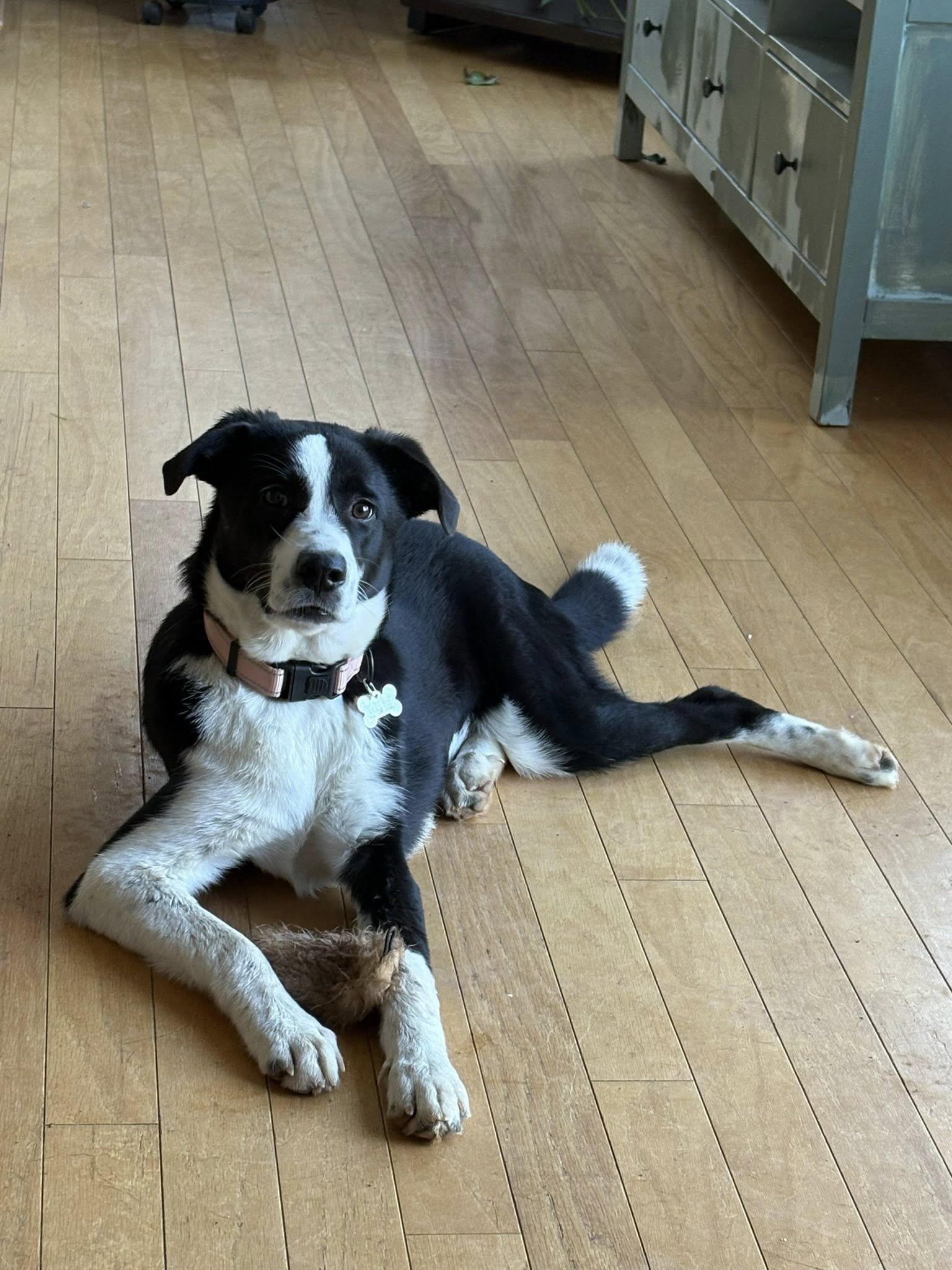 Shine Bright Bear!, Adoptable, Young Female Great Pyrenees & Shepherd.