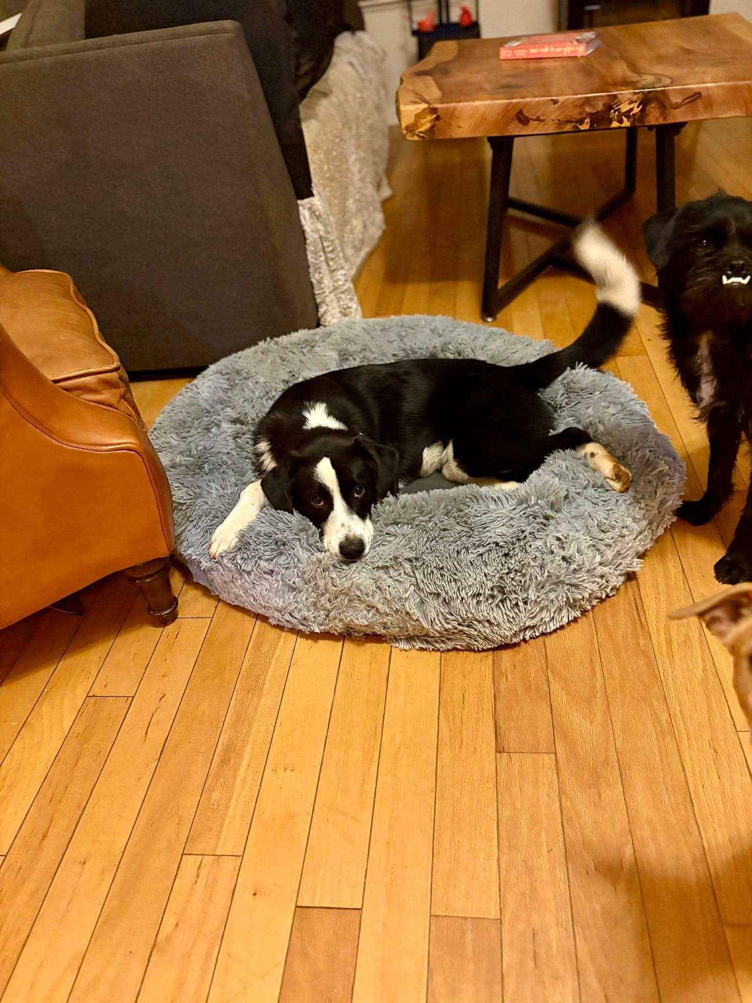 Shine Bright Bear!, a Adoptable mixed breed in Roseville, CA image 4/6