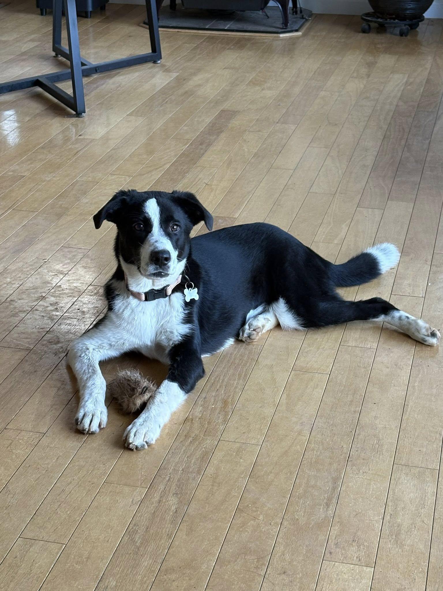 Shine Bright Bear!, a Adoptable mixed breed in Roseville, CA image 5/6