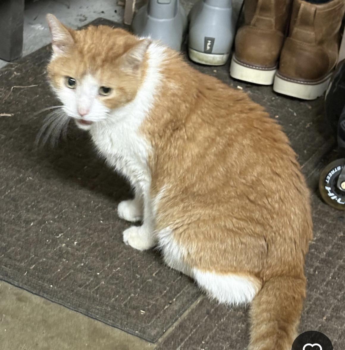 Enlarge Big Lots, an adopted Domestic Short Hair in Midlothian, VA image 2/3