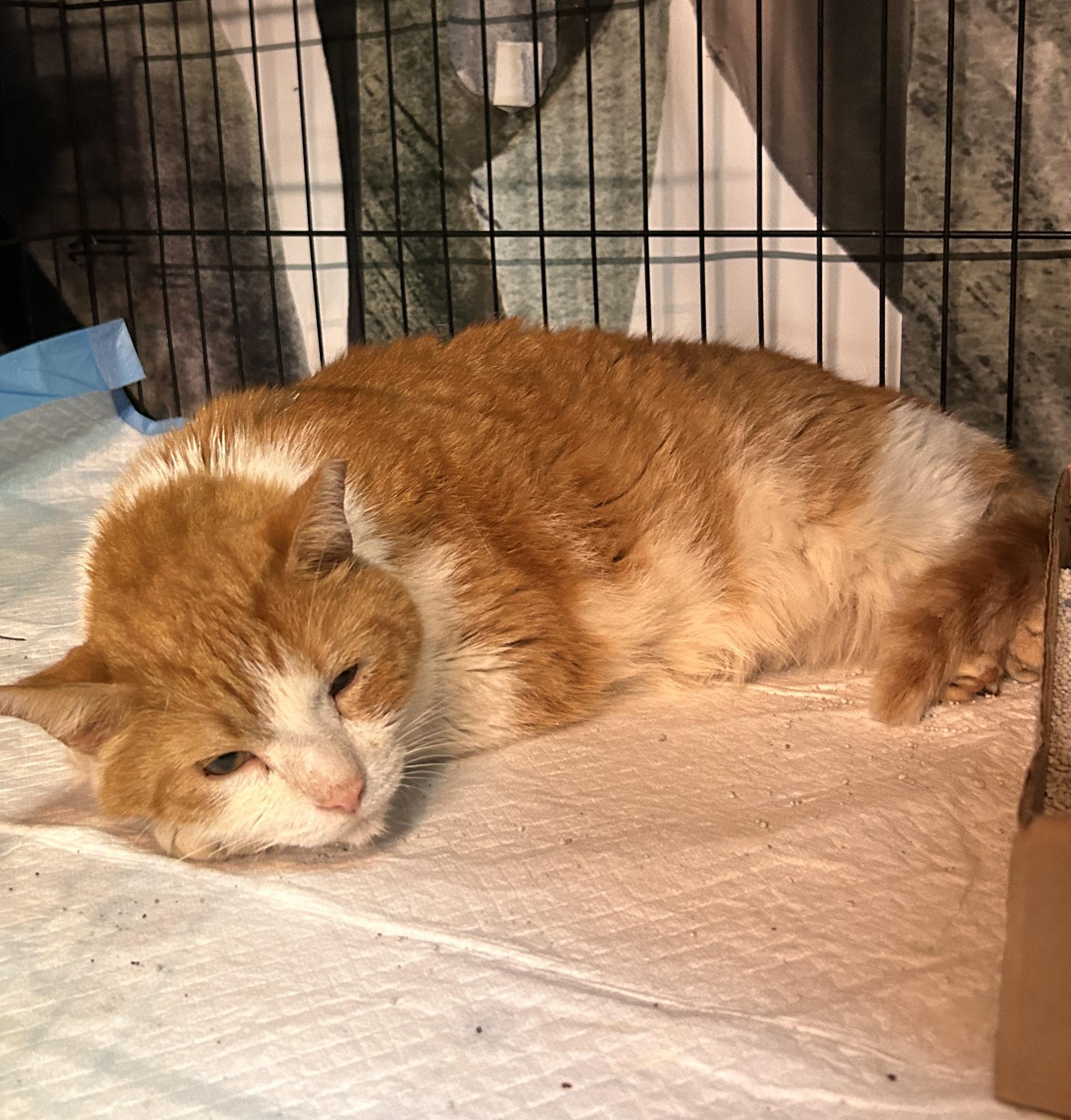 Big Lots, adopted, Adult Male Domestic Short Hair.