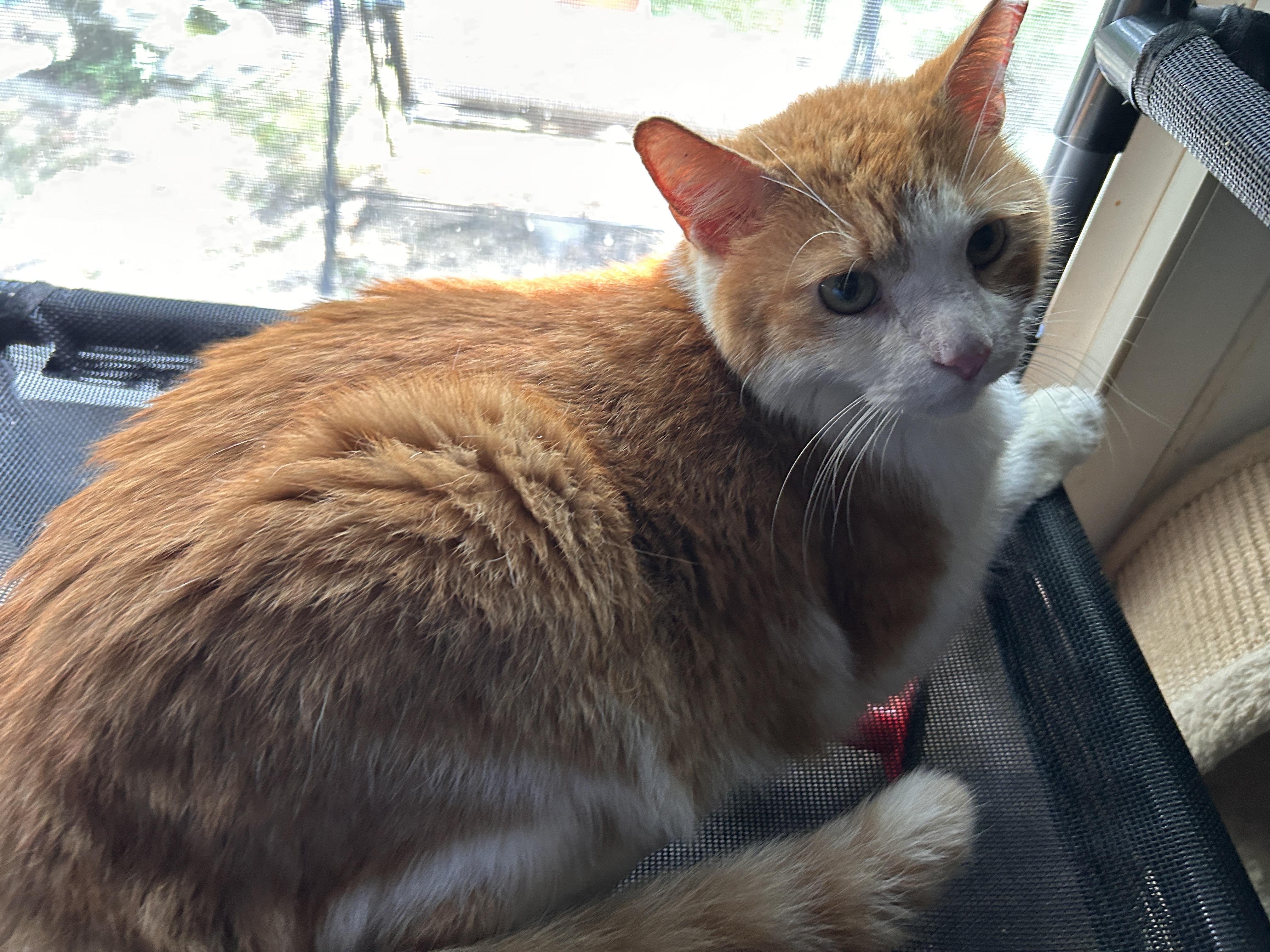 Enlarge Big Lots, an adopted Domestic Short Hair in Midlothian, VA image 3/3
