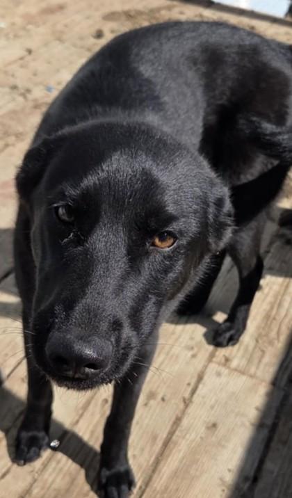 Daisy, Young Female Black Labrador Retriever
