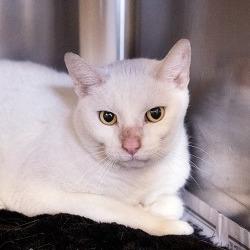 Yowler, Adoptable, Adult Male Domestic Short Hair.