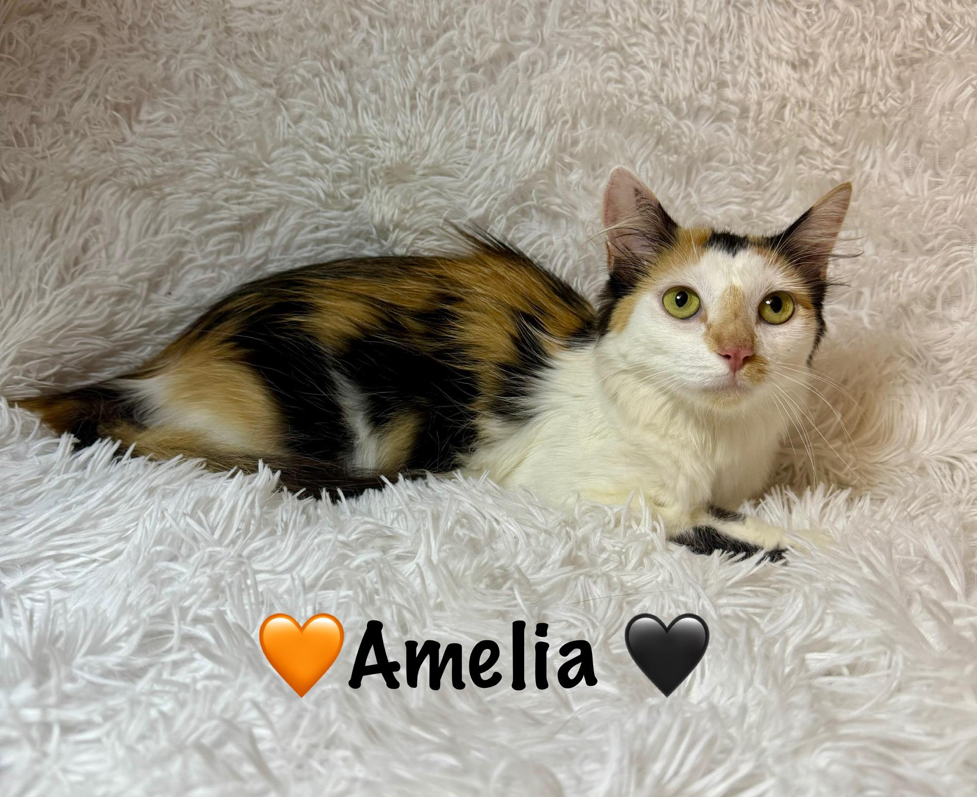 Amelia 2