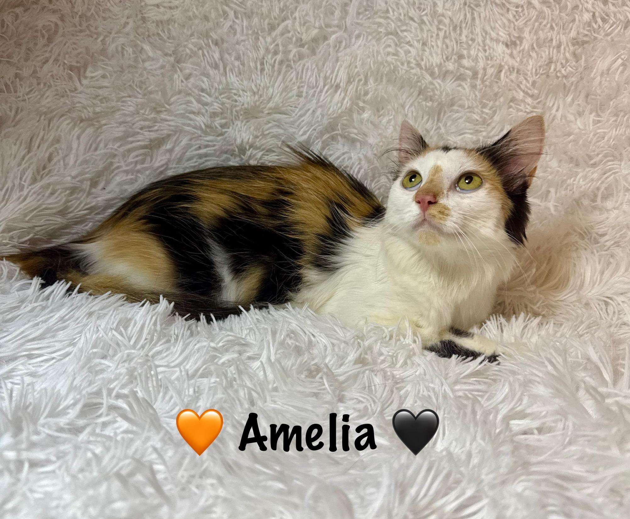 Amelia 3