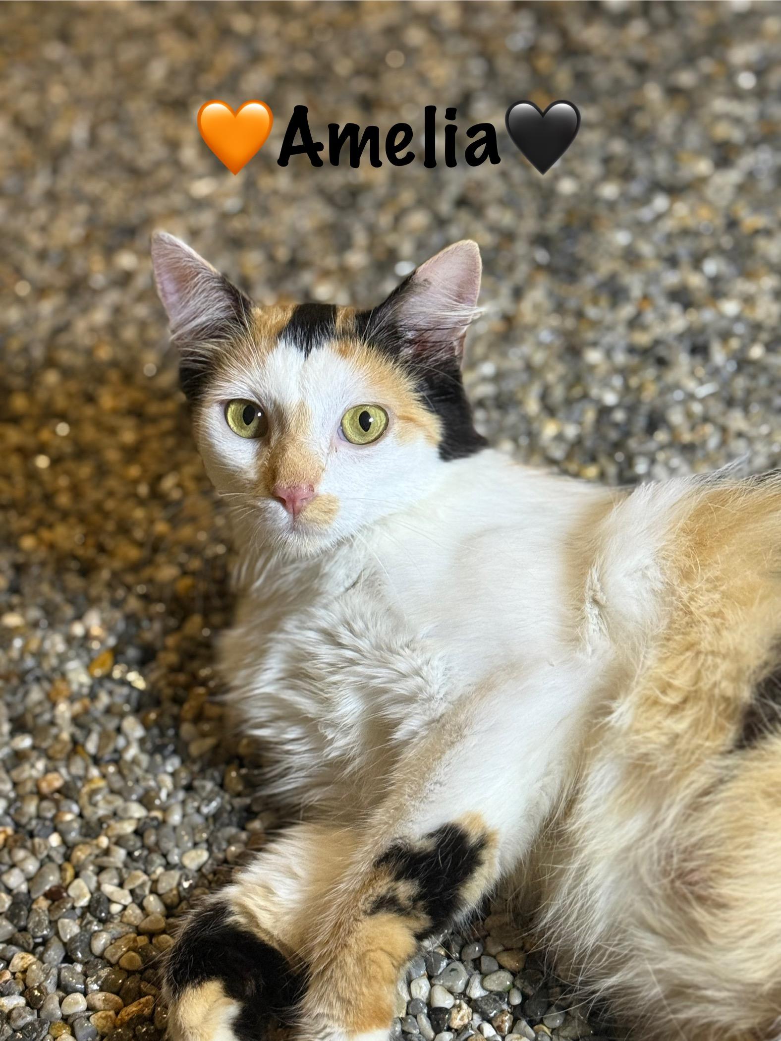 Amelia 4