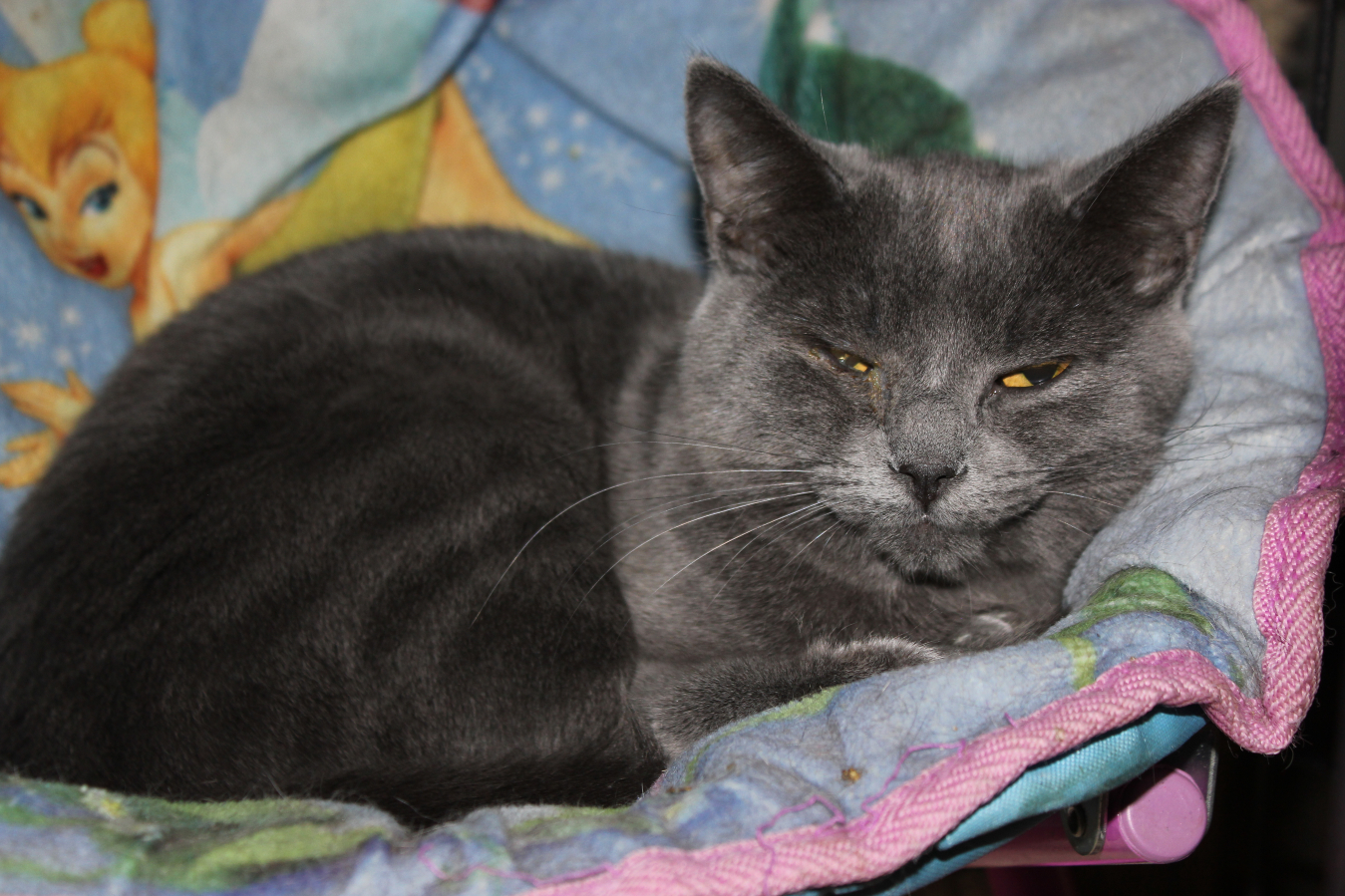 Venus, a Adoptable Domestic Short Hair in New Richmond, WI image 1/2