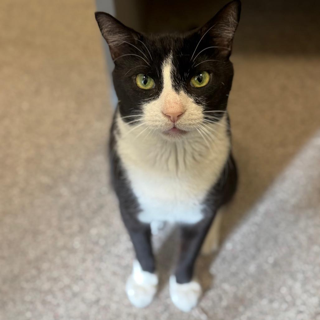 Razzmatazz, Adoptable, Adult Male Domestic Short Hair.