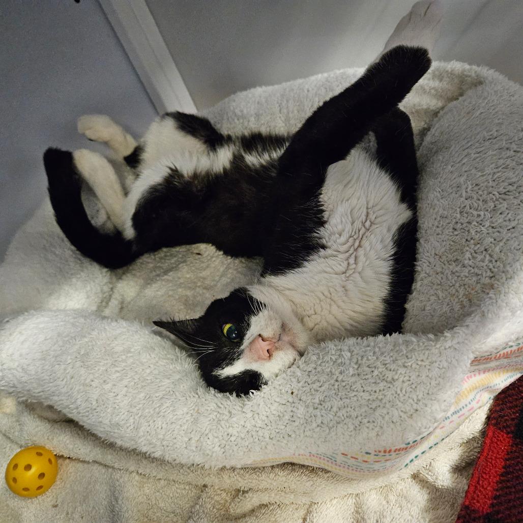 Razzmatazz, Adoptable, Adult Male Domestic Short Hair.