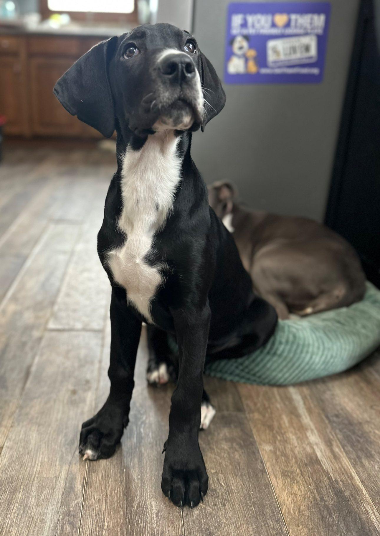 Enlarge Cosmo, an adoptable Great Dane in Indianapolis, IN image 3/5