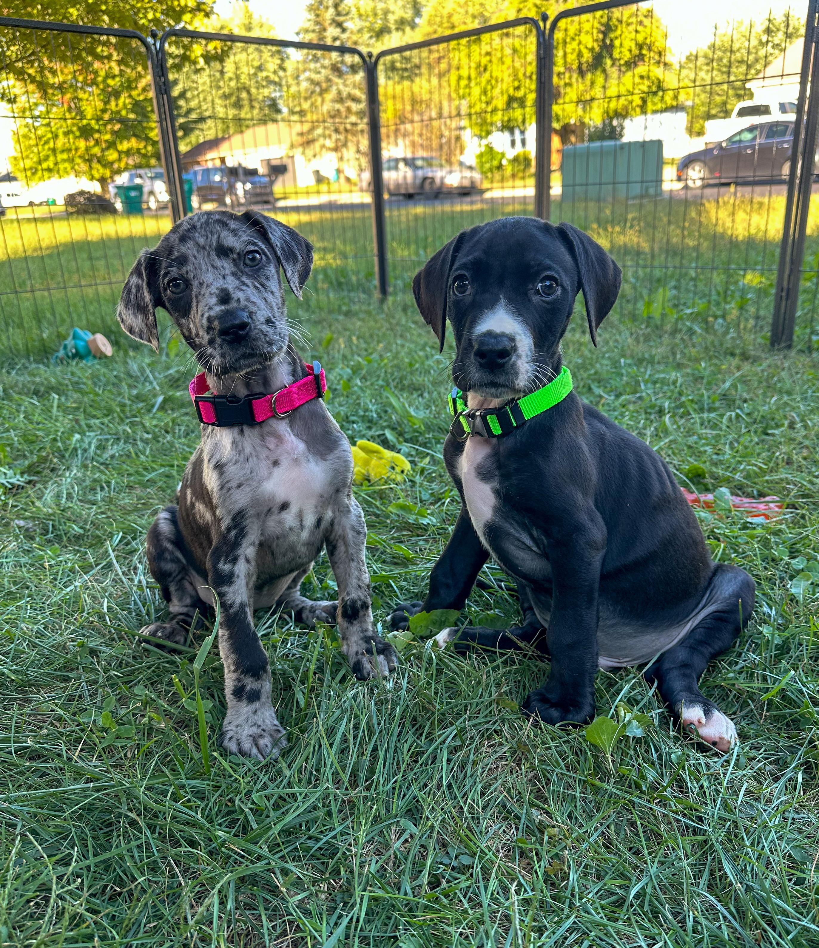 Enlarge Cosmo, a Adoptable Great Dane in Indianapolis, IN image 3/5