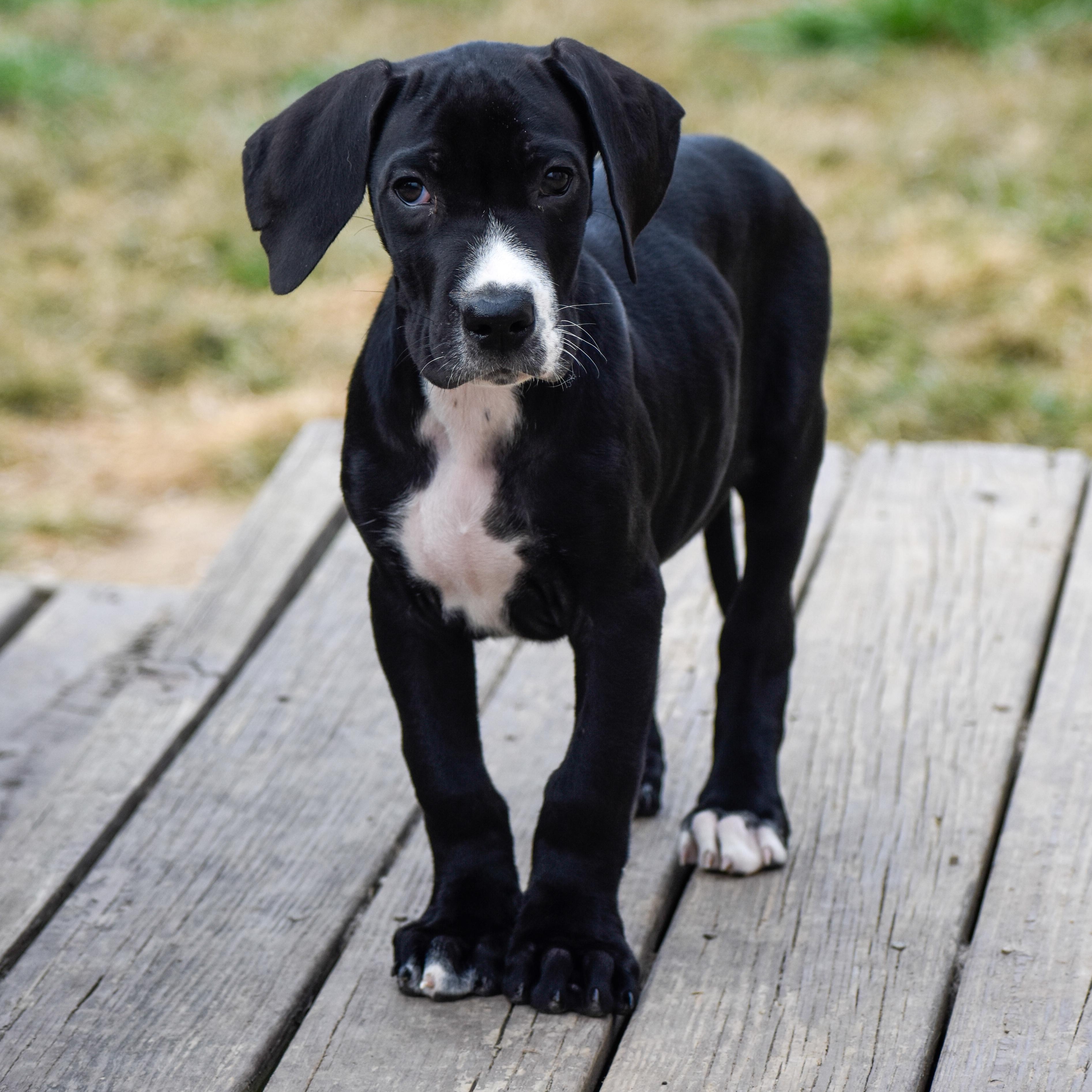 Enlarge Cosmo, a Adoptable Great Dane in Indianapolis, IN image 1/5