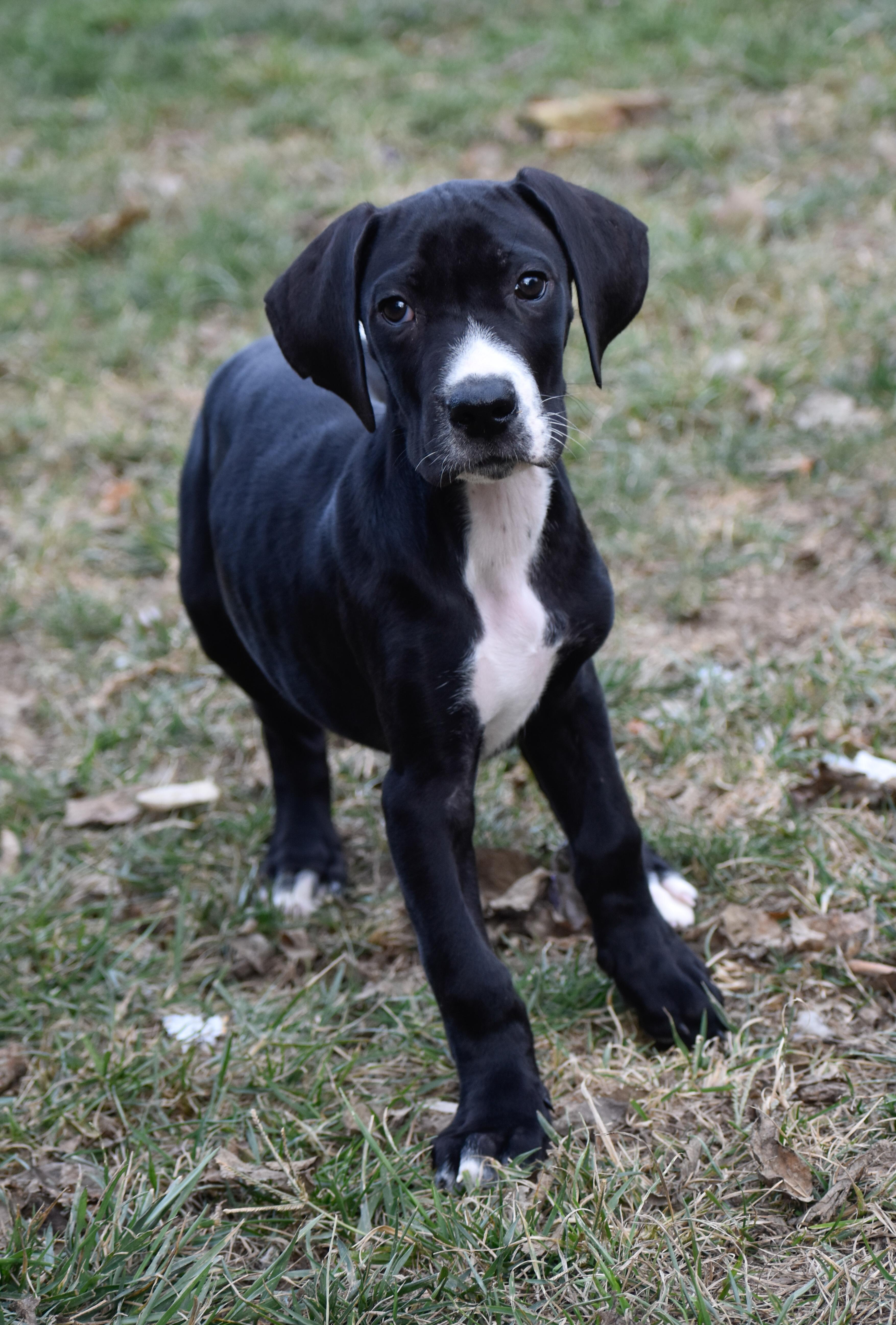 Enlarge Cosmo, a Adoptable Great Dane in Indianapolis, IN image 2/5
