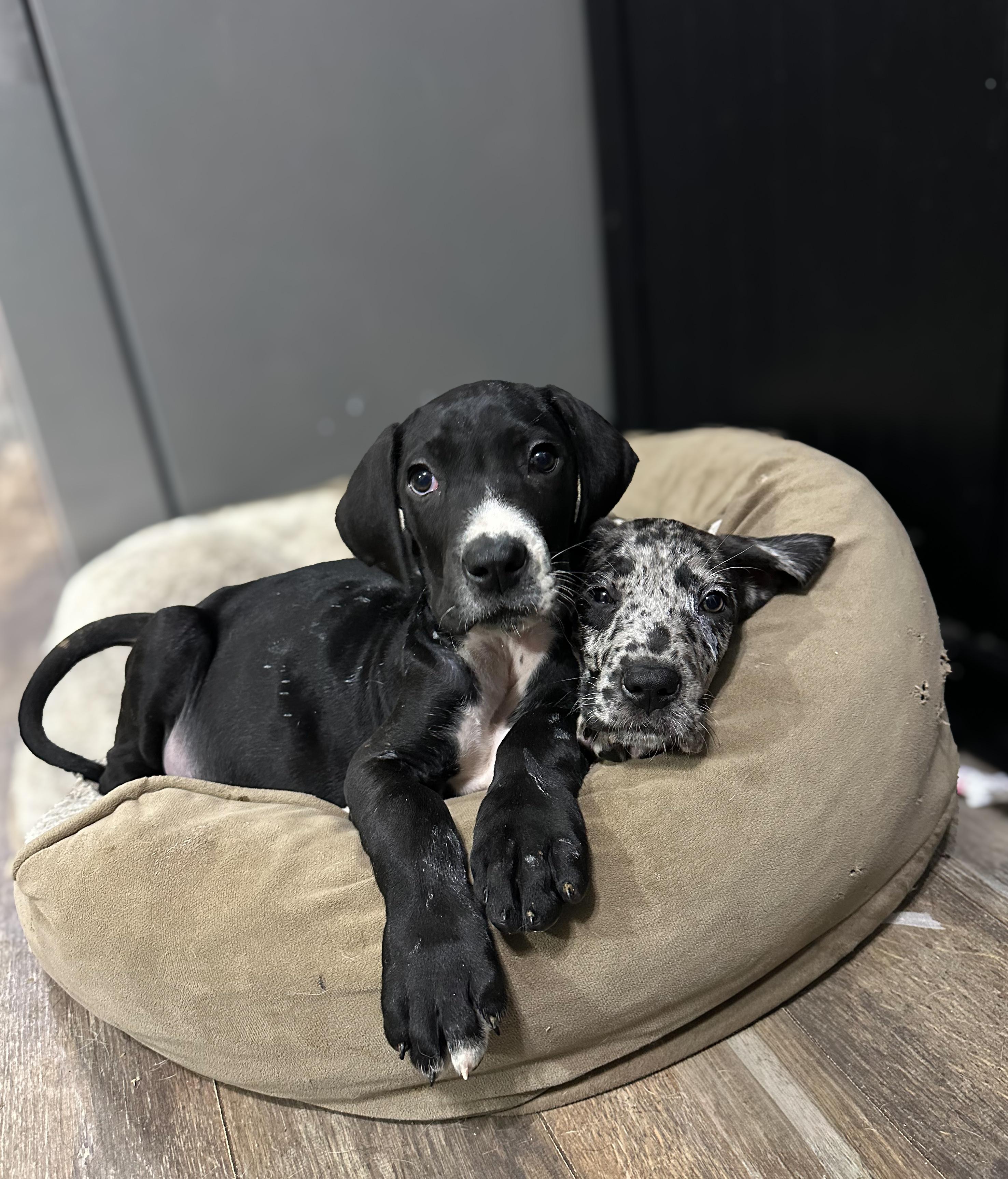 Enlarge Cosmo, a Adoptable Great Dane in Indianapolis, IN image 4/5