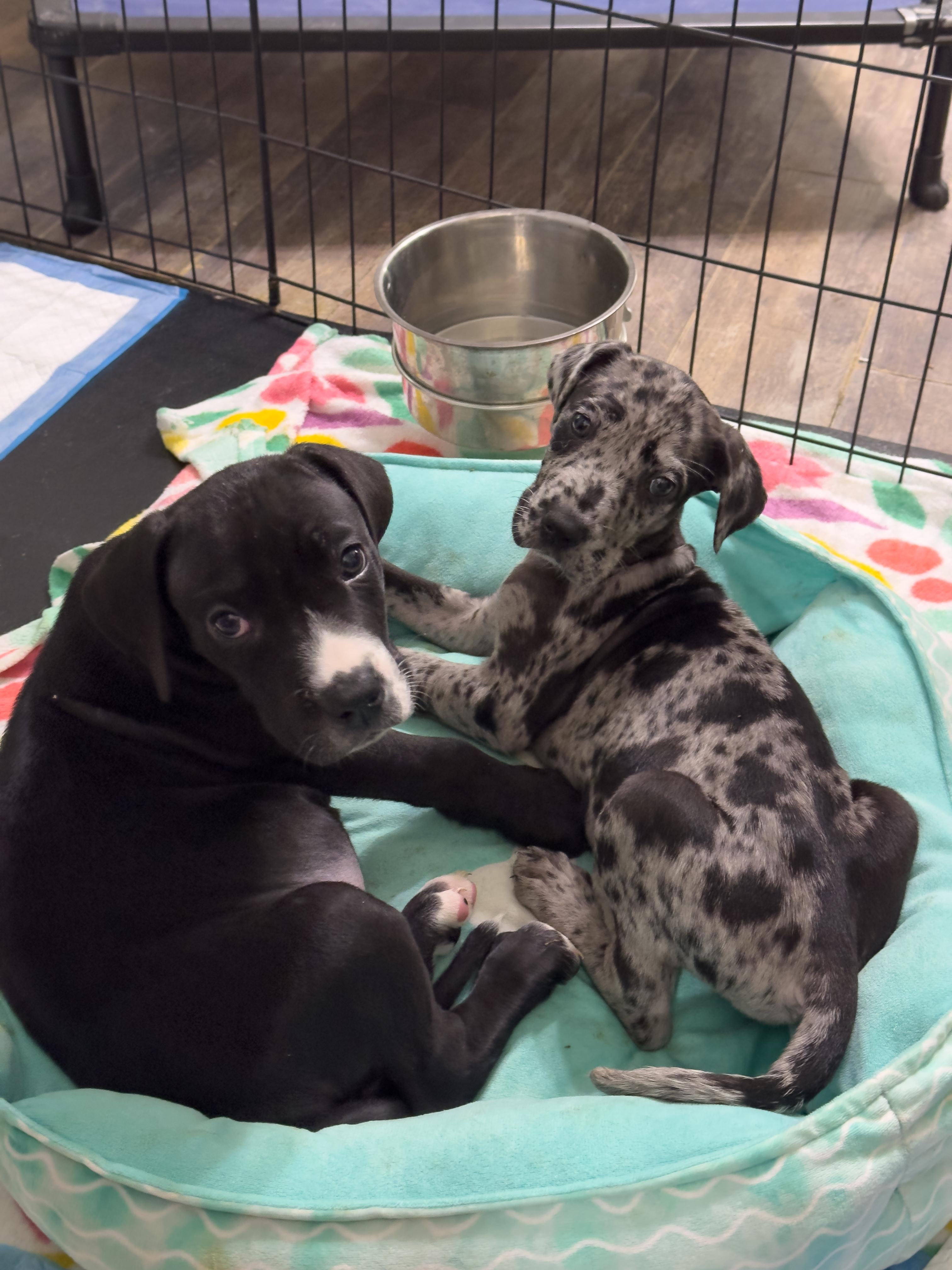 Enlarge Cosmo, a Adoptable Great Dane in Indianapolis, IN image 5/5