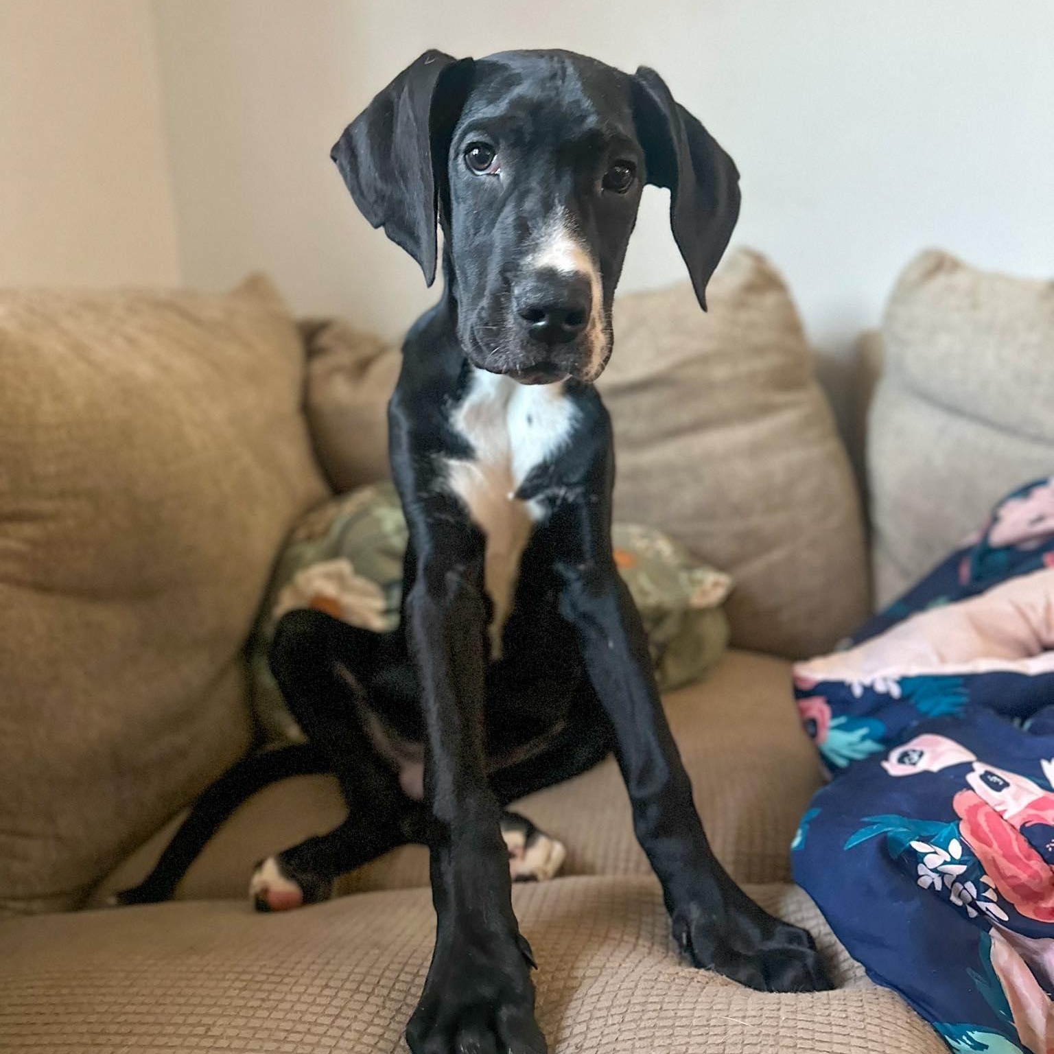 Cosmo, adoptable, Puppy Male Great Dane.